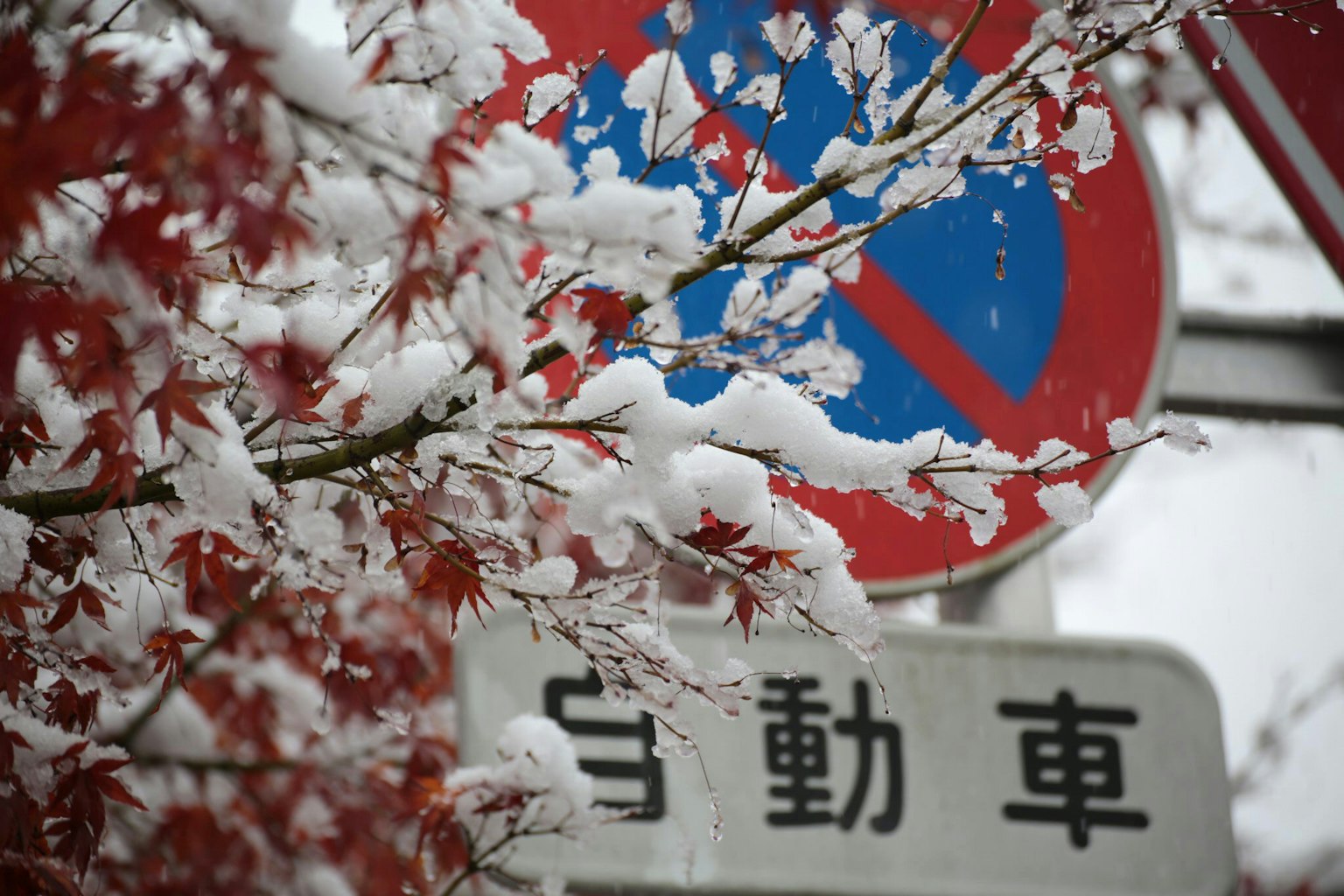 雪覆盖的红叶树与交通标志