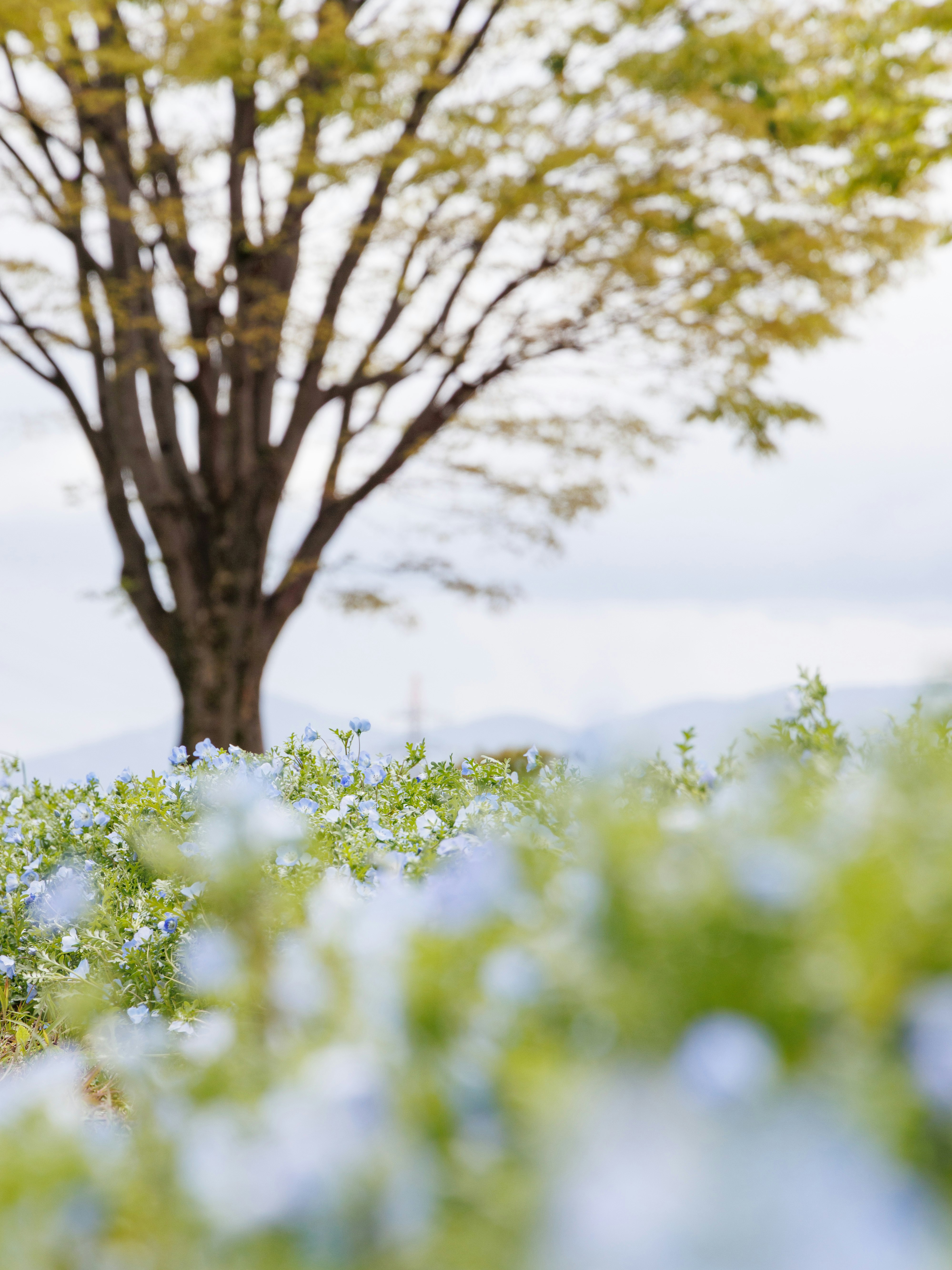 Blick auf einen Nemophila-Hügel mit blauen Blütenfeldern