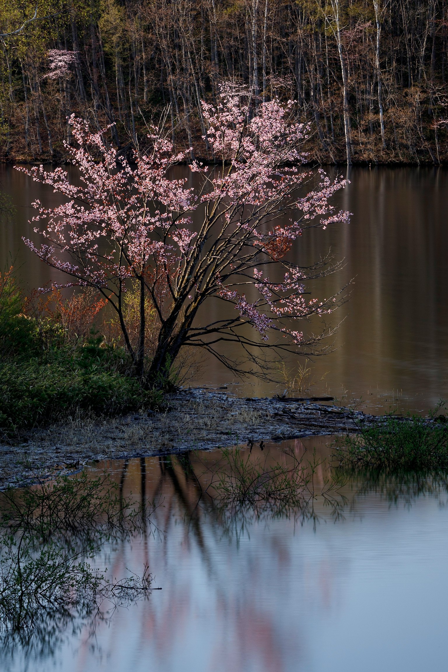 Pohon sakura di tepi air dengan refleksi