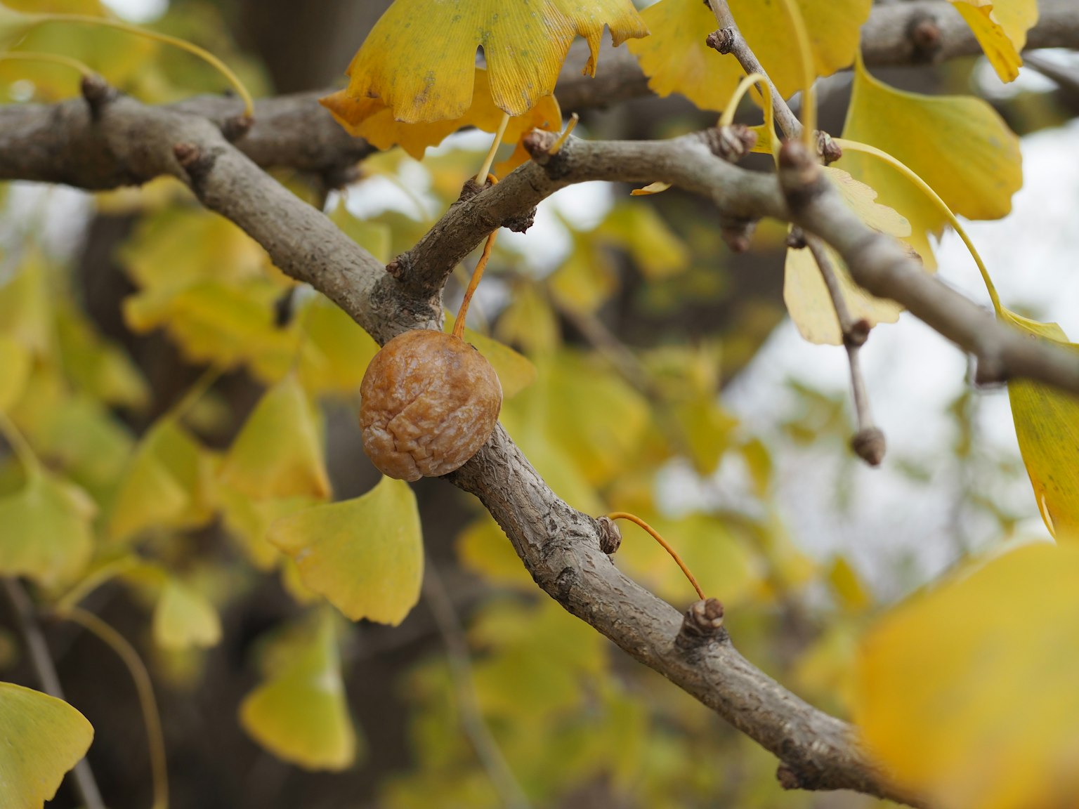 Sebuah cabang ginkgo dengan daun kuning cerah dan satu buah yang menggantung