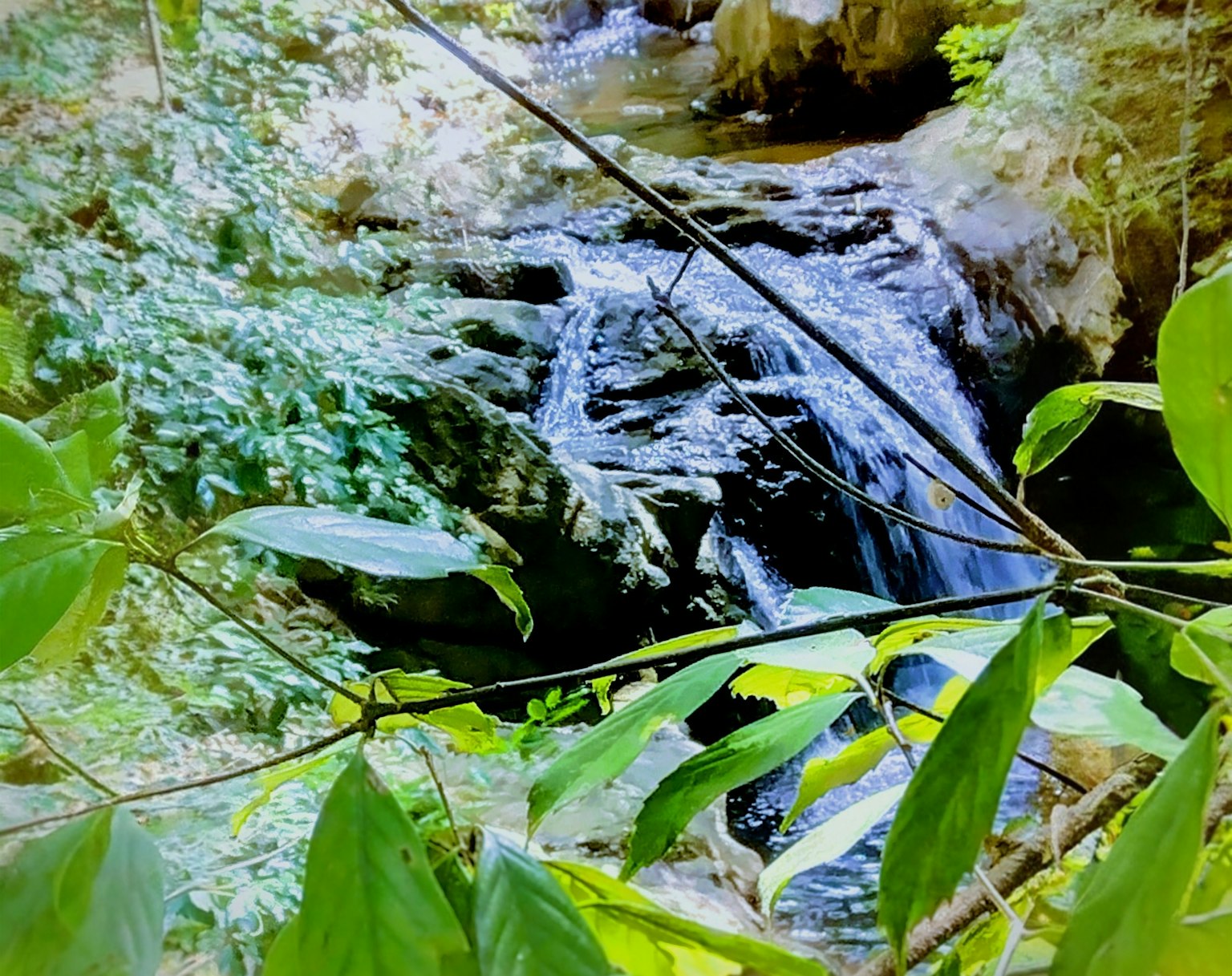 一条小瀑布流经郁郁葱葱的森林和岩石