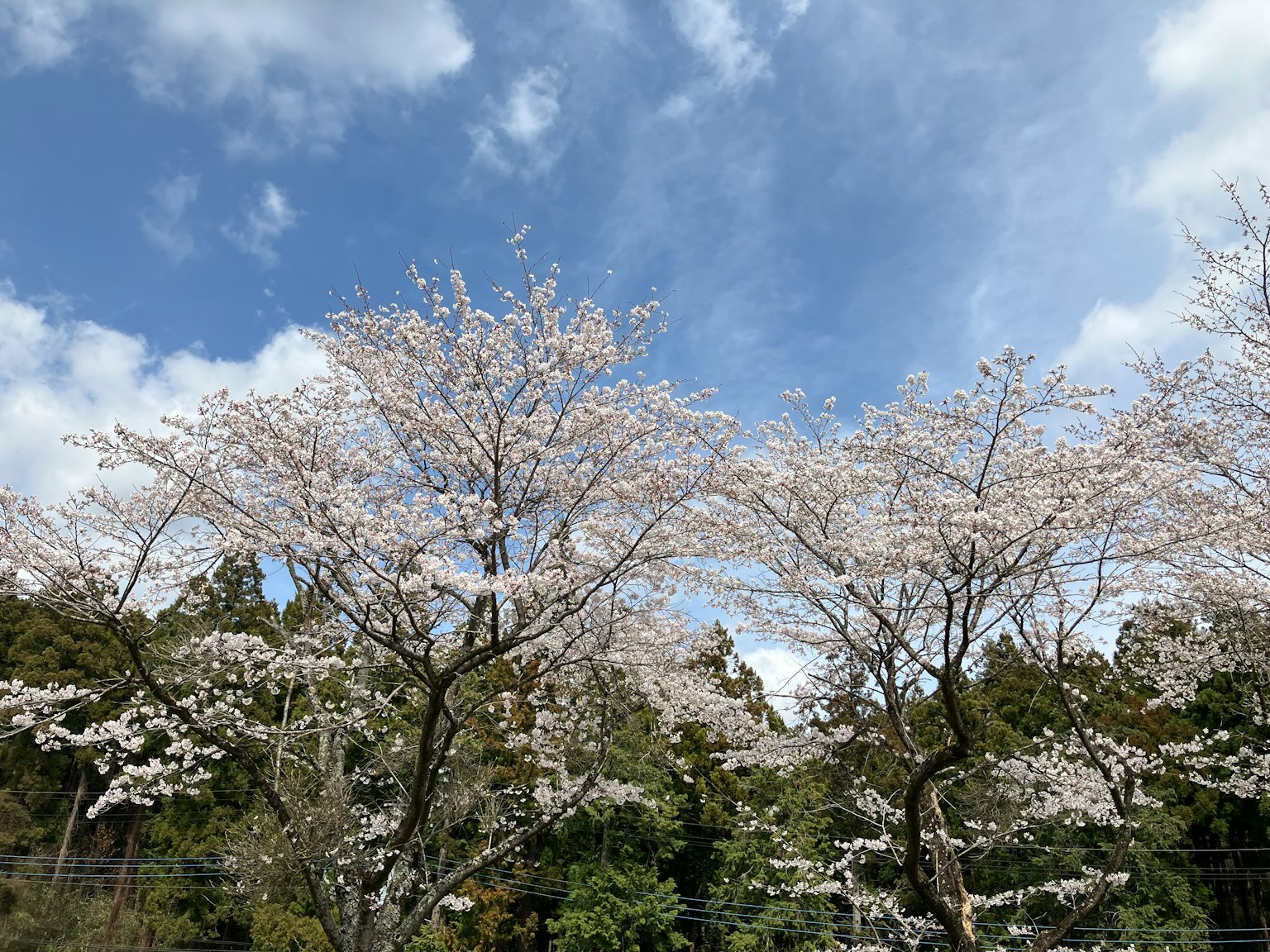 蓝天下的樱花树和白色花朵