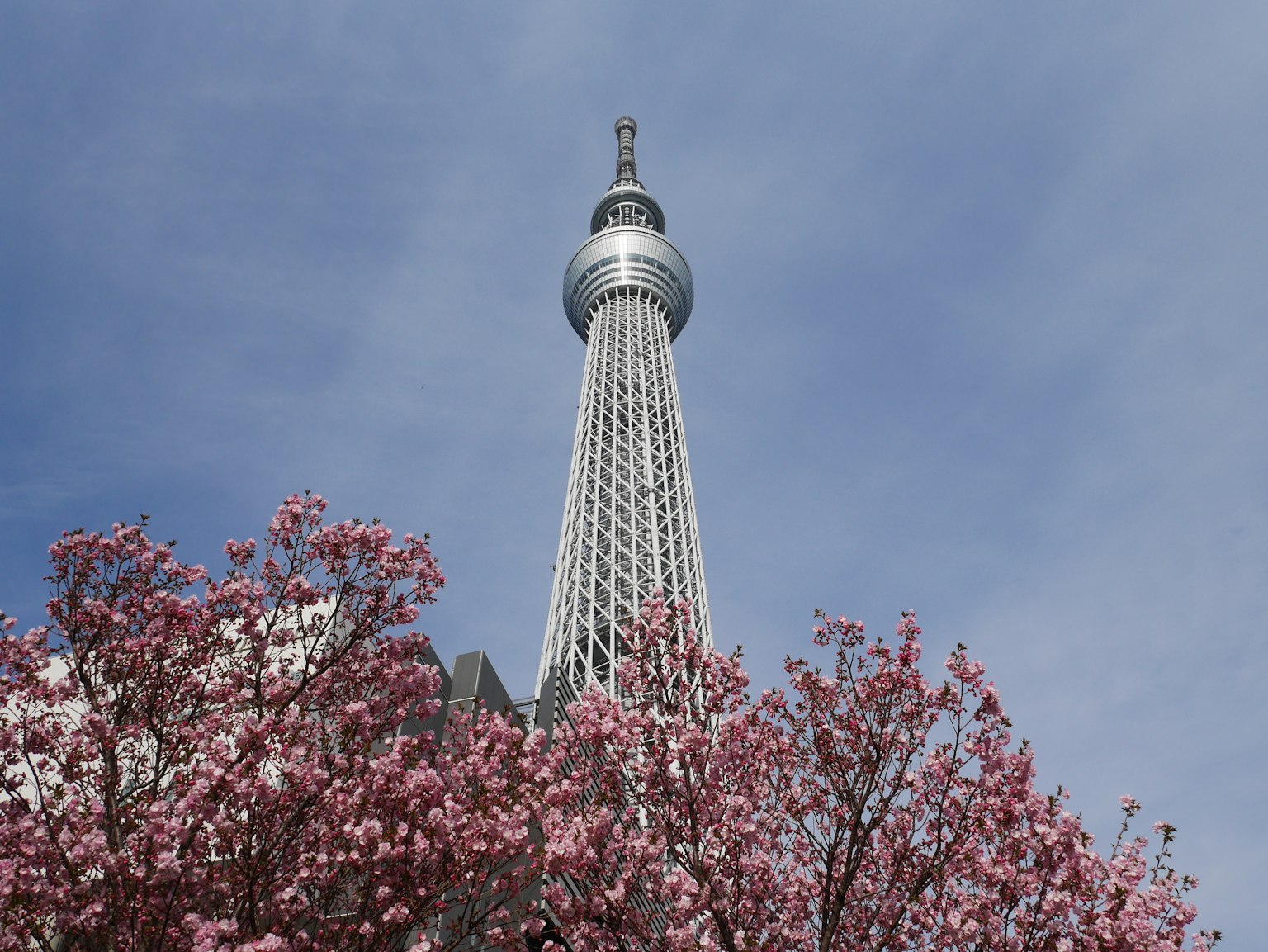 東京晴空塔被盛開的櫻花環繞