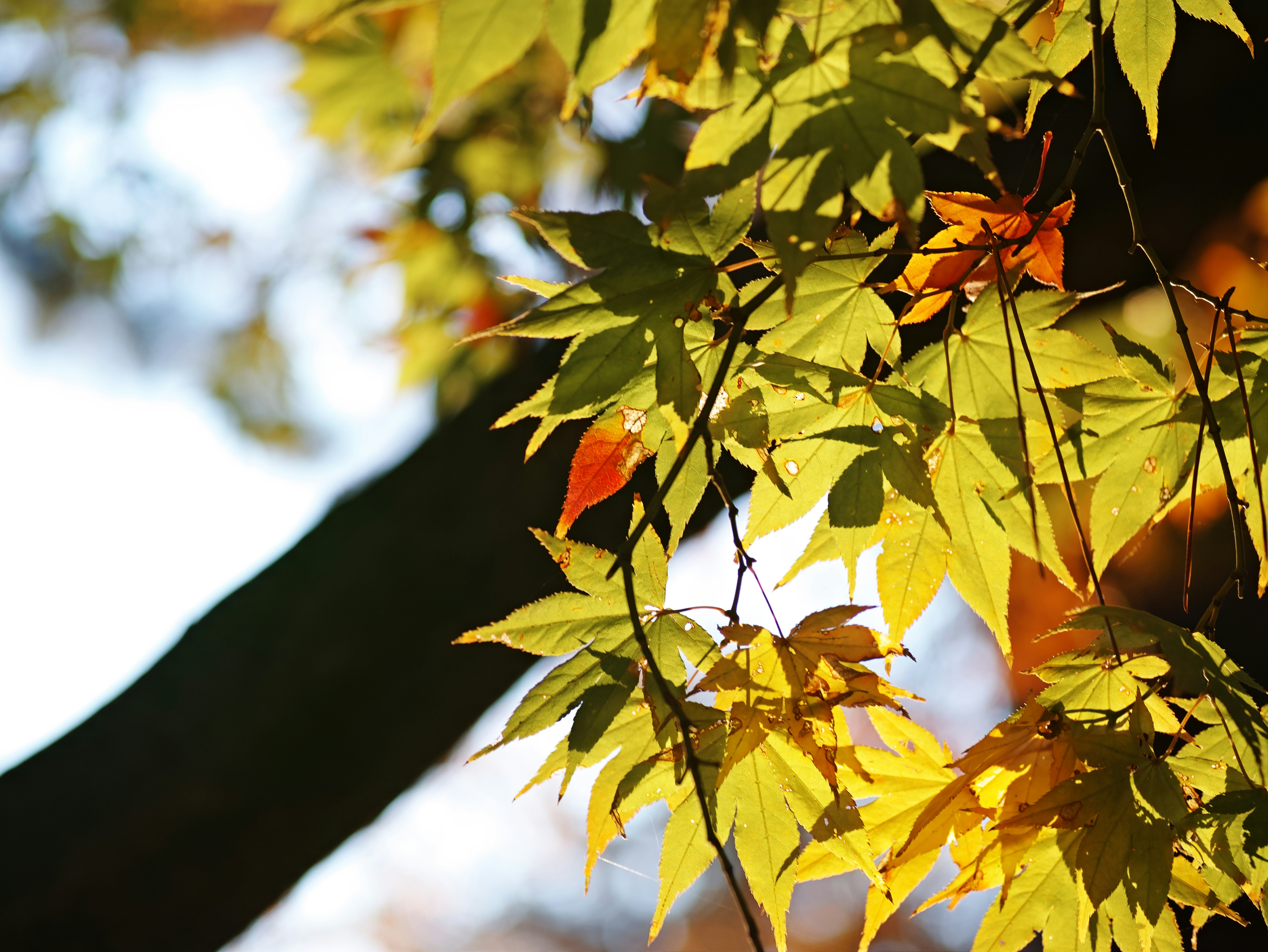 Herbstblätter an einem Baumzweig im warmen Licht
