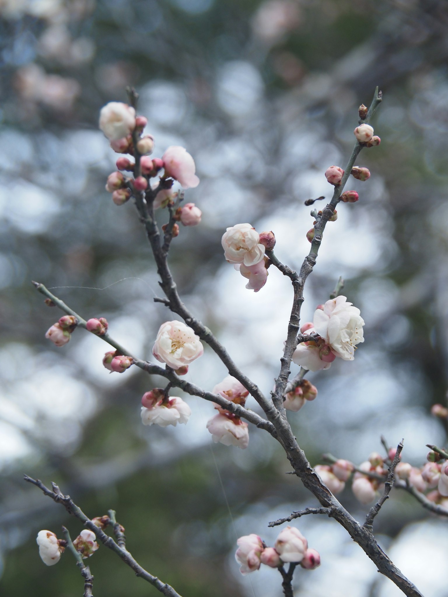 연한 분홍색 꽃이 핀 자두나무 가지