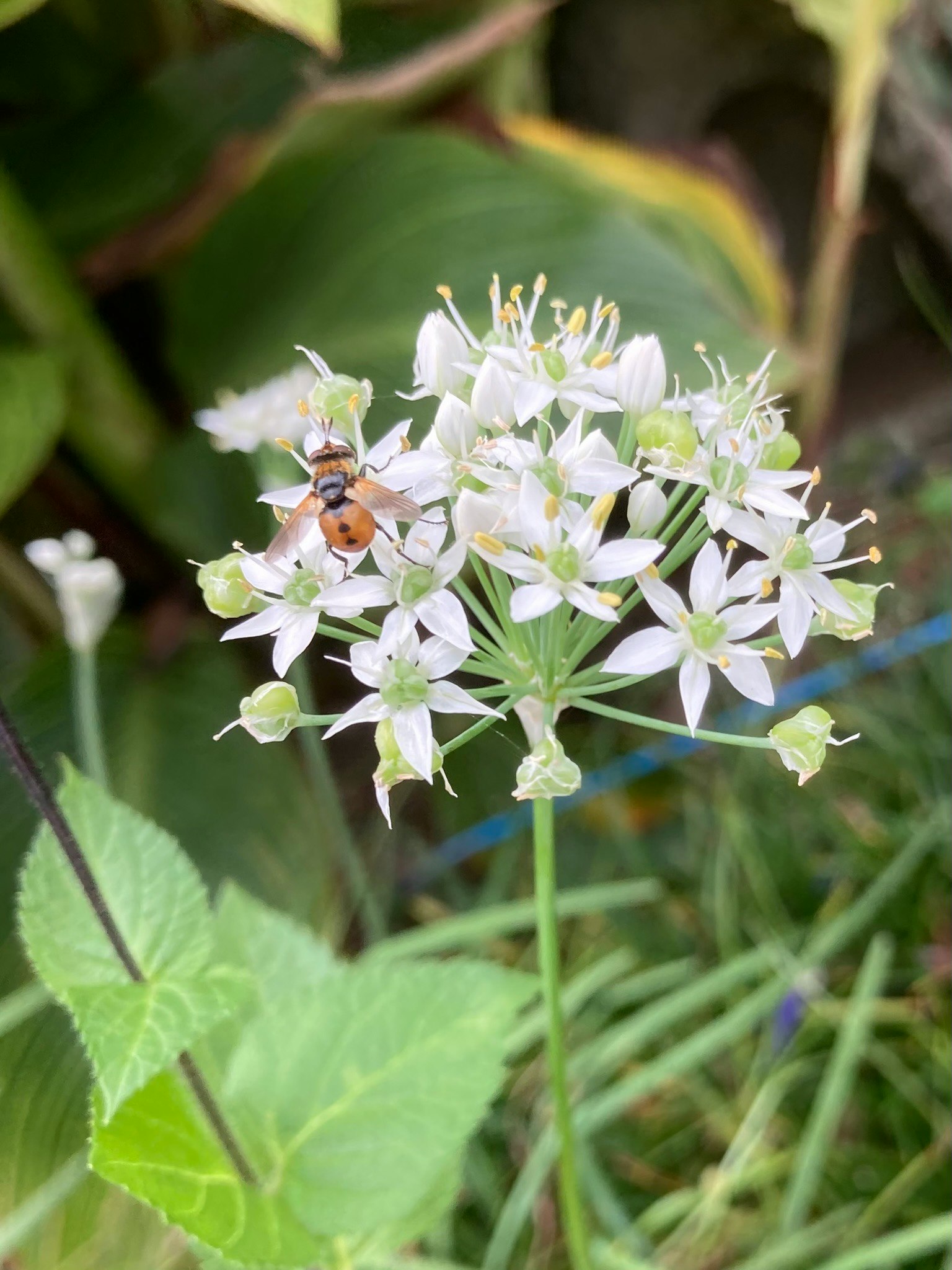 特写一株有小白花和蜜蜂的植物