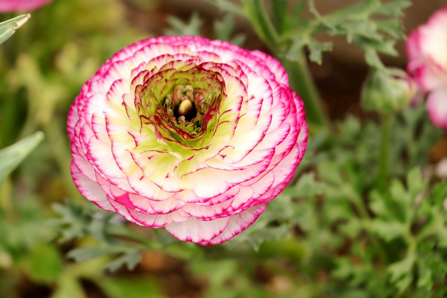 Hoa ranunculus màu hồng và trắng đang nở