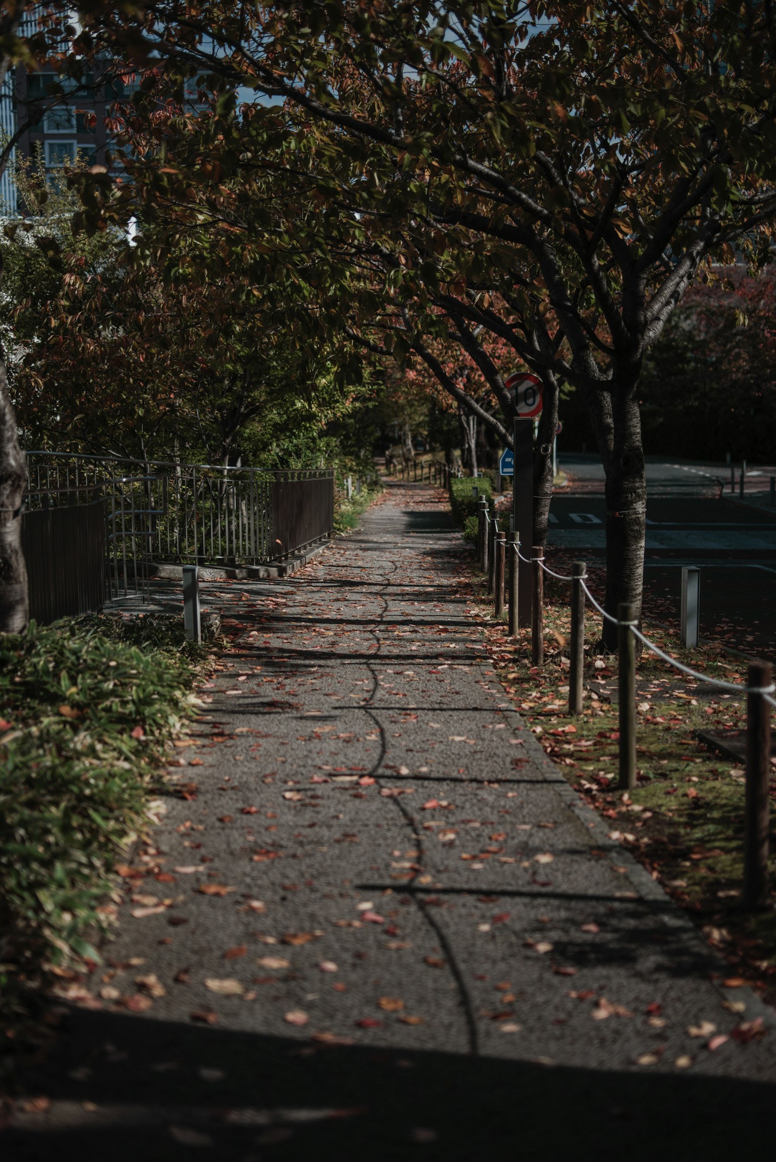 ทางเดินปูหินขอบด้วยต้นไม้และใบไม้ในฤดูใบไม้ร่วง