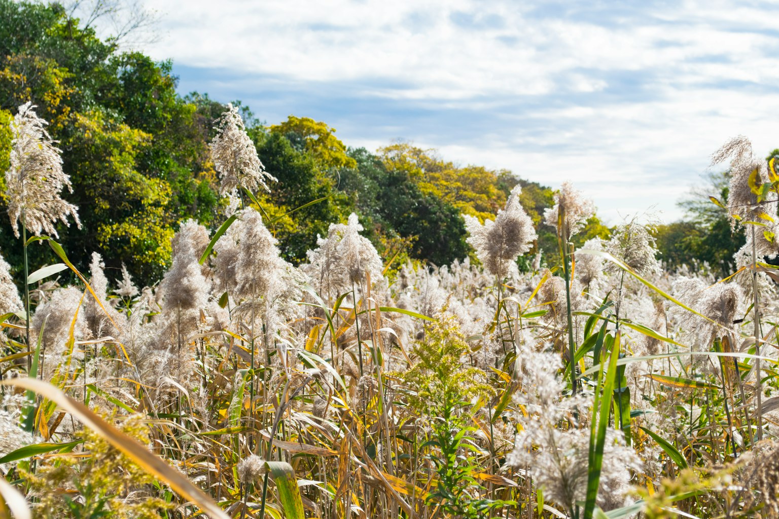 A field of white grasses under a blue sky with green trees