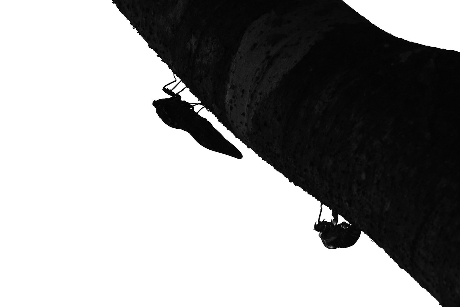 Silhouette di insetti appesi a un ramo d'albero nero