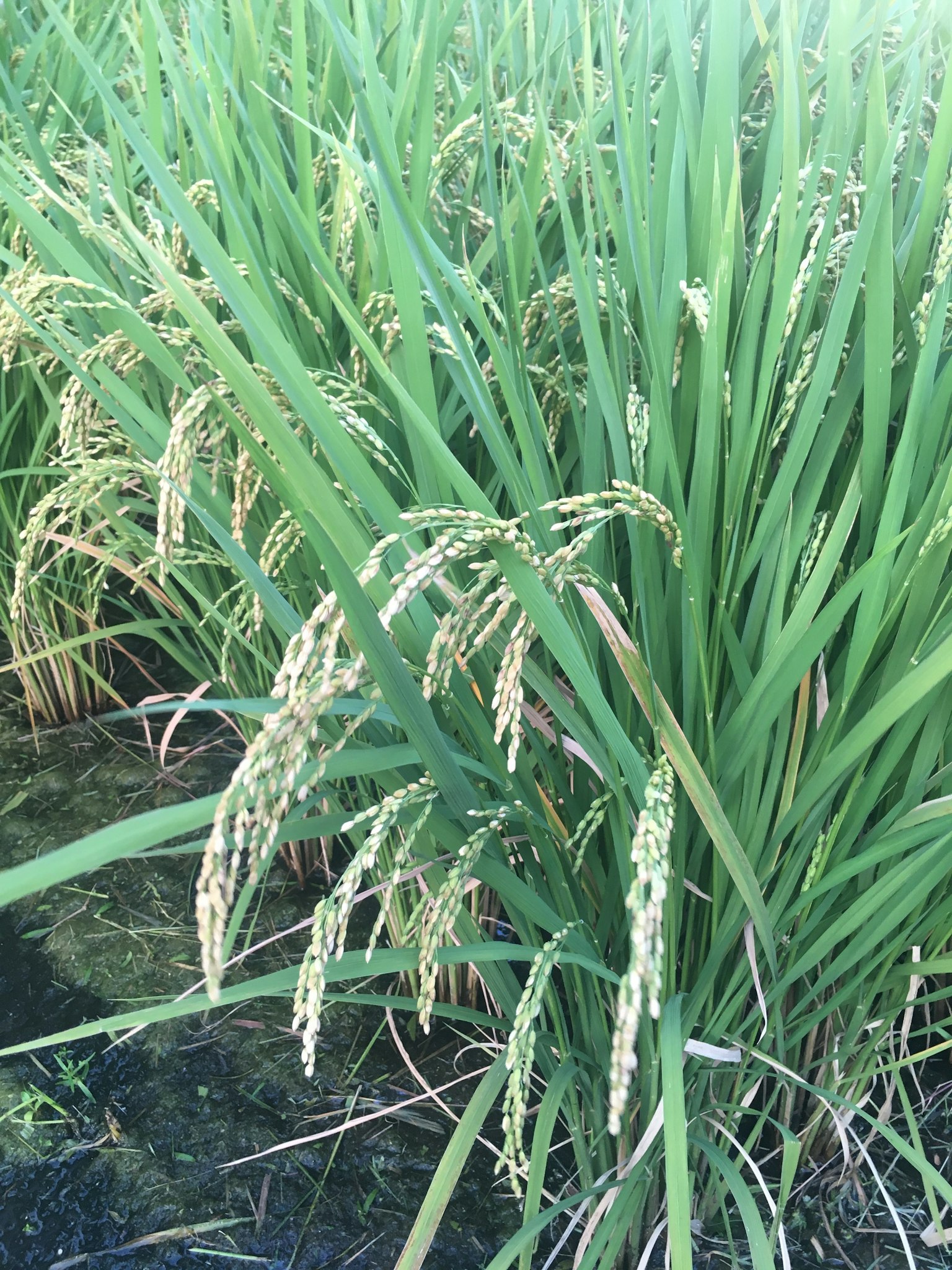 Lush green rice plants with grain heads maturing