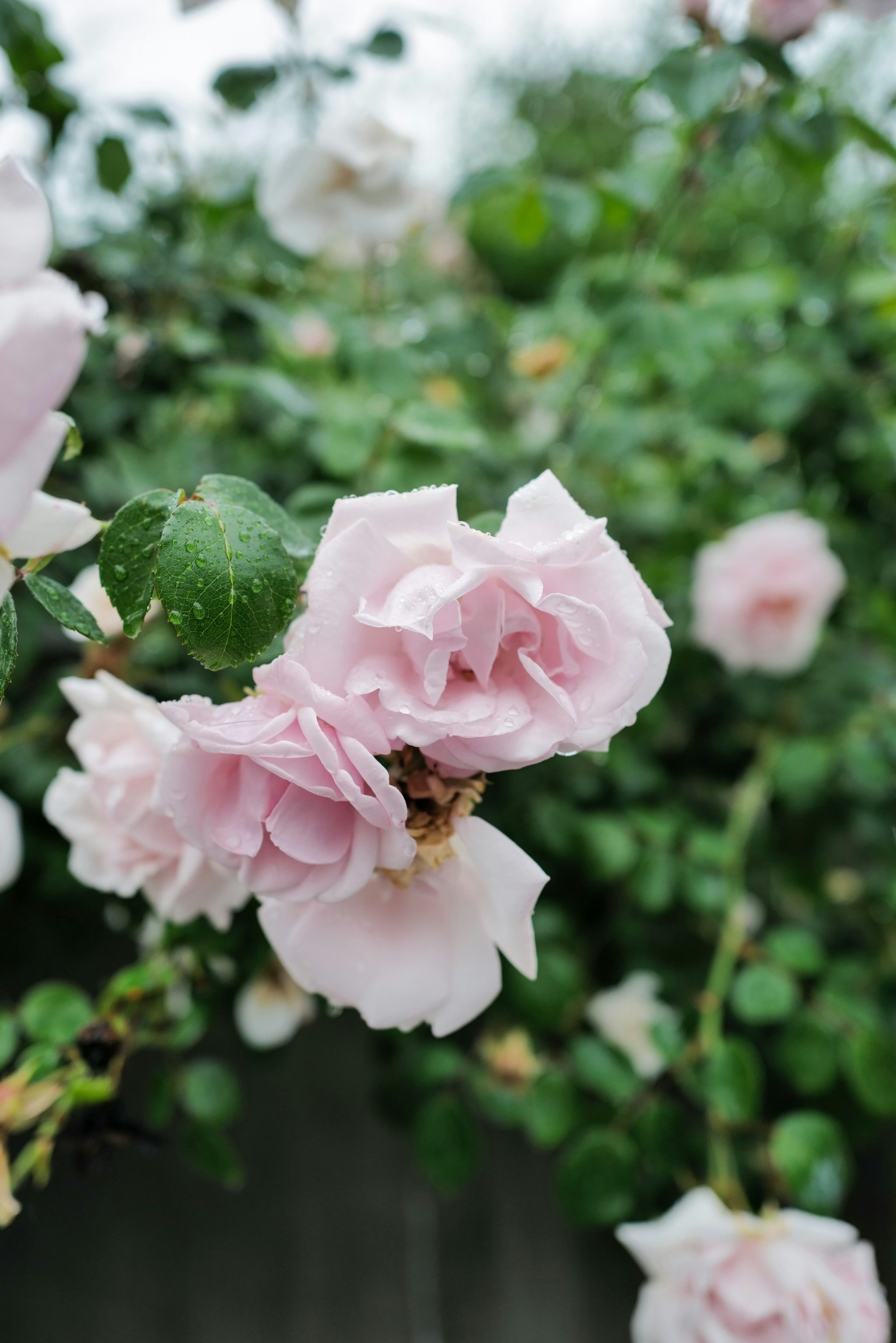 Fleurs de rose rose pâle épanouies parmi des feuilles vertes luxuriantes