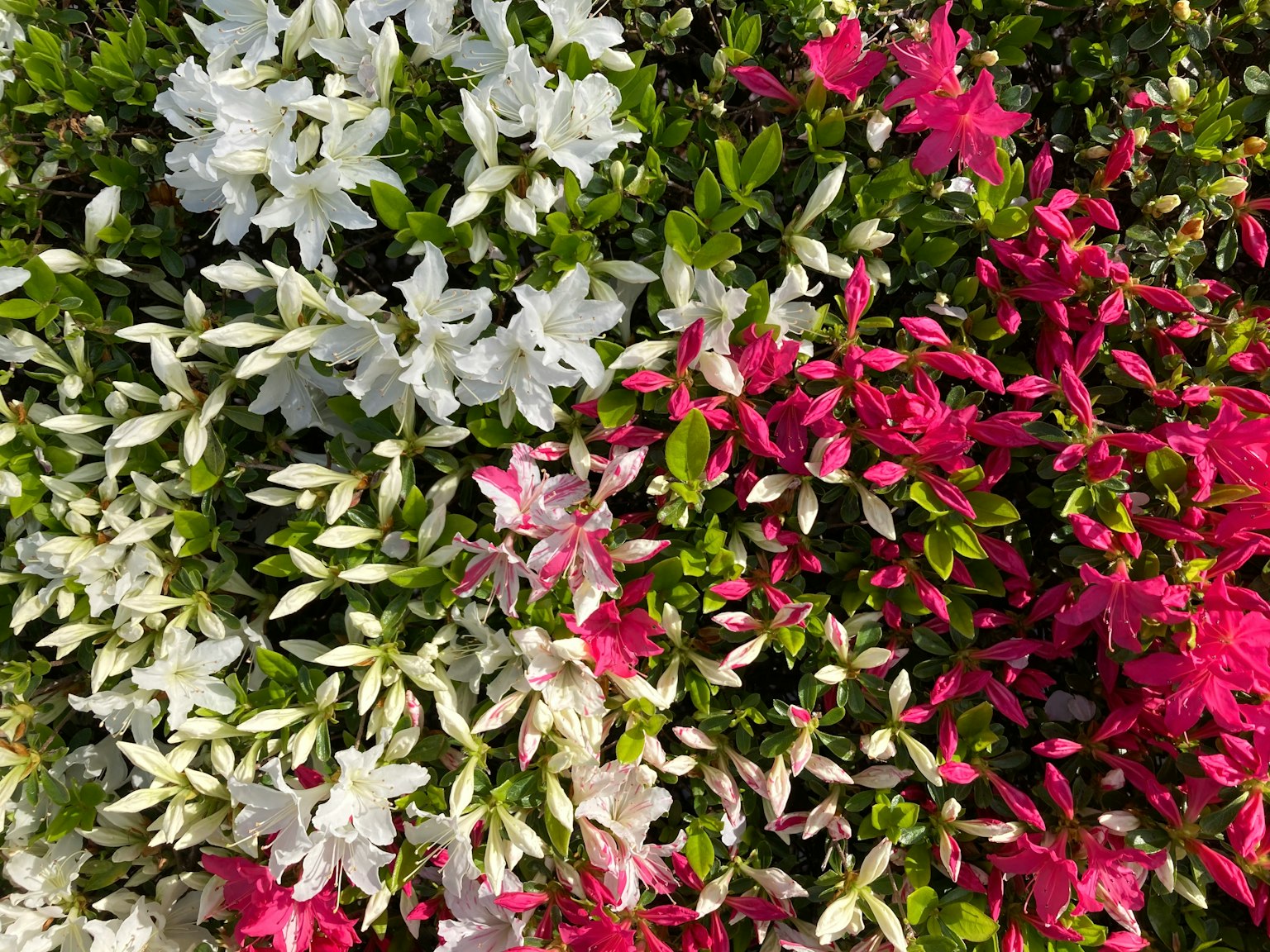 Primo piano di fiori vivaci con fiori bianchi e rosa