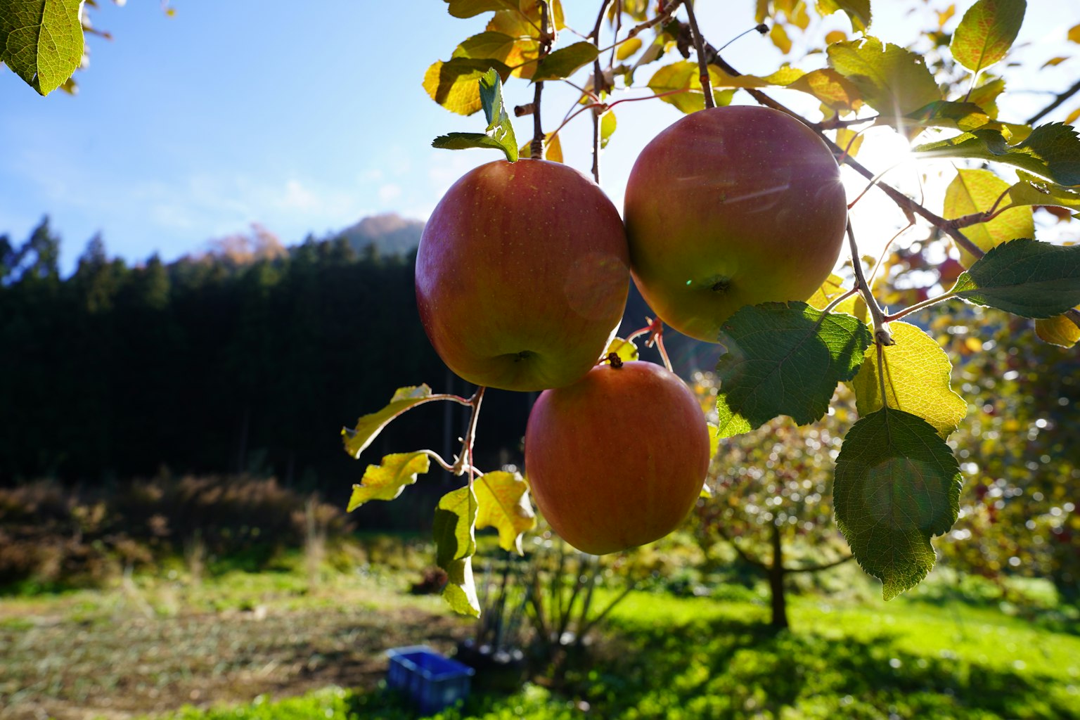 Manzanas rojas colgando de un árbol bajo un cielo azul