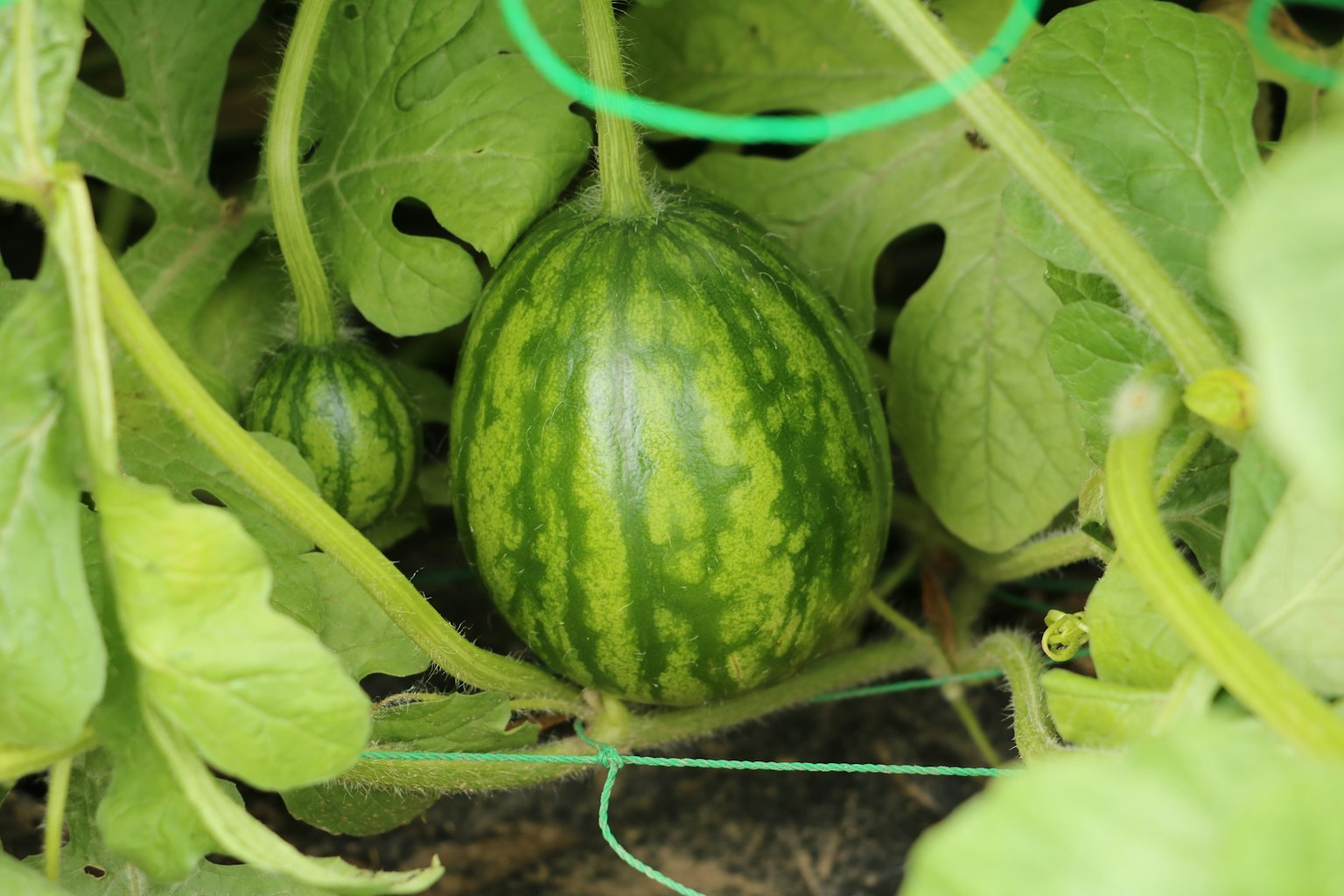 Une pastèque verte cachée parmi des feuilles vertes luxuriantes