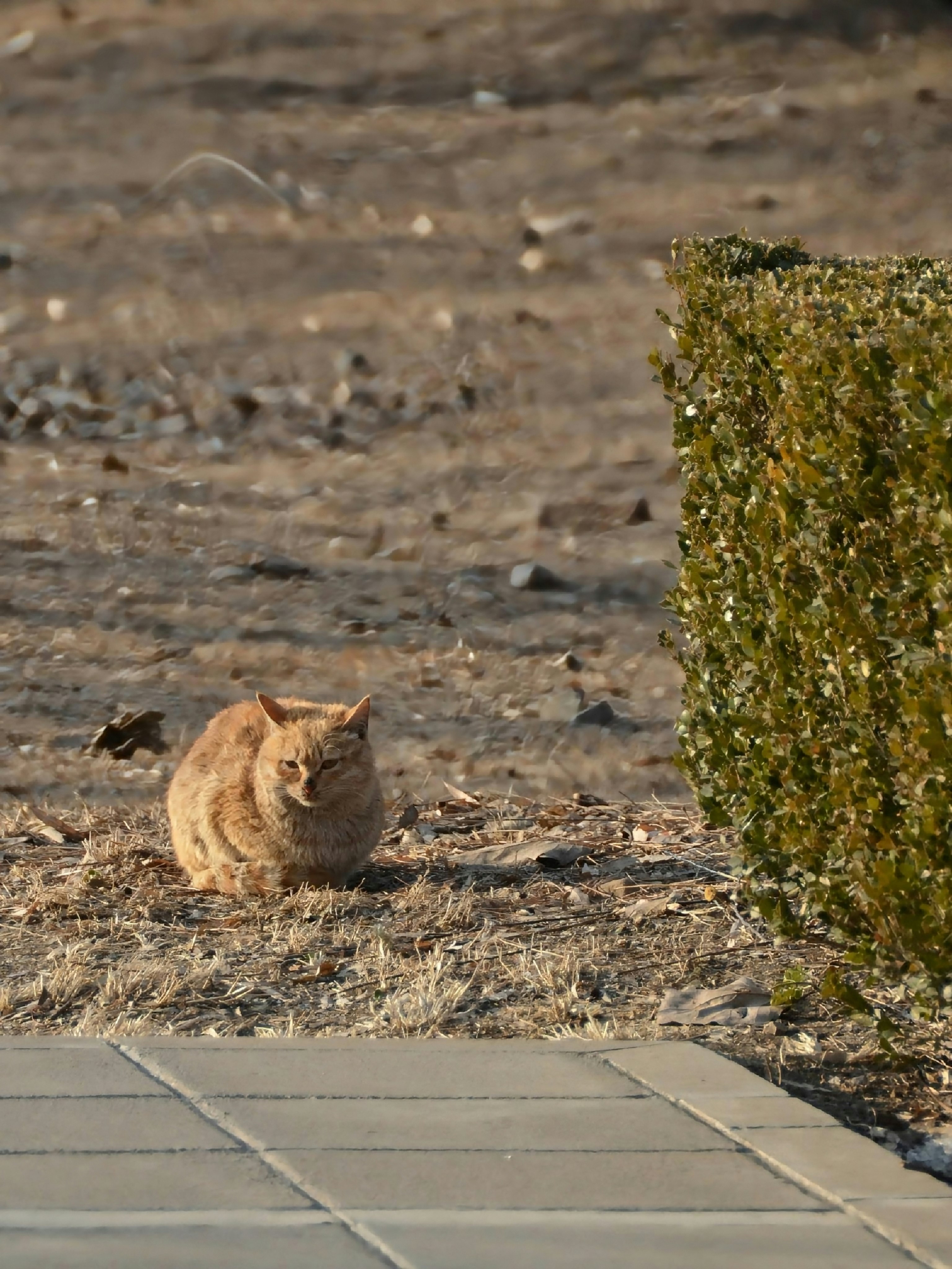 Katze sitzt auf einem Kiesweg neben einem Busch