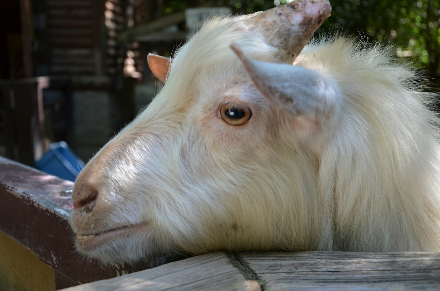 Gros plan sur le profil d'une chèvre blanche avec un pelage duveteux éclairé par la lumière naturelle