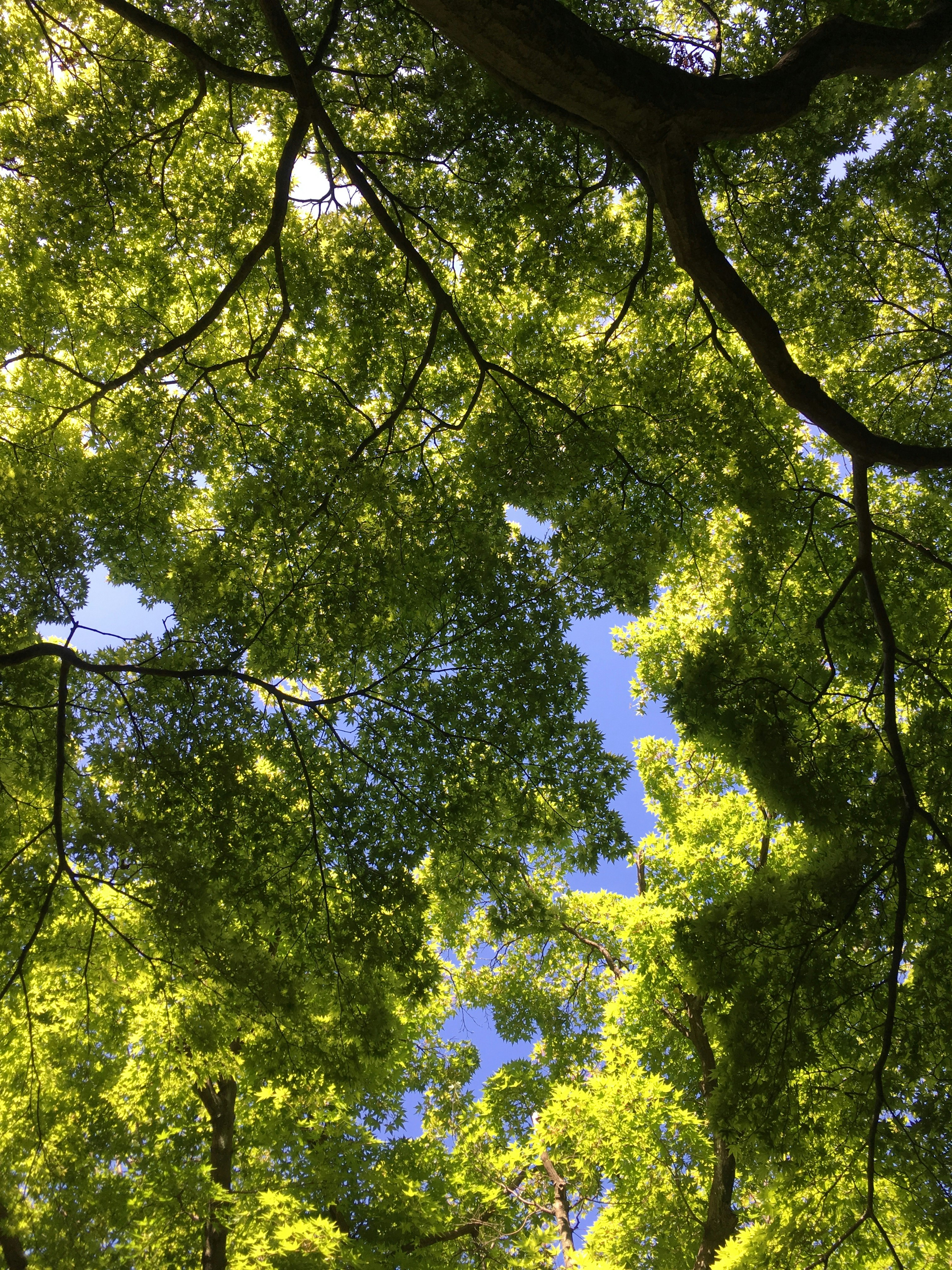 green canopy of tree branches and leaves against the sky