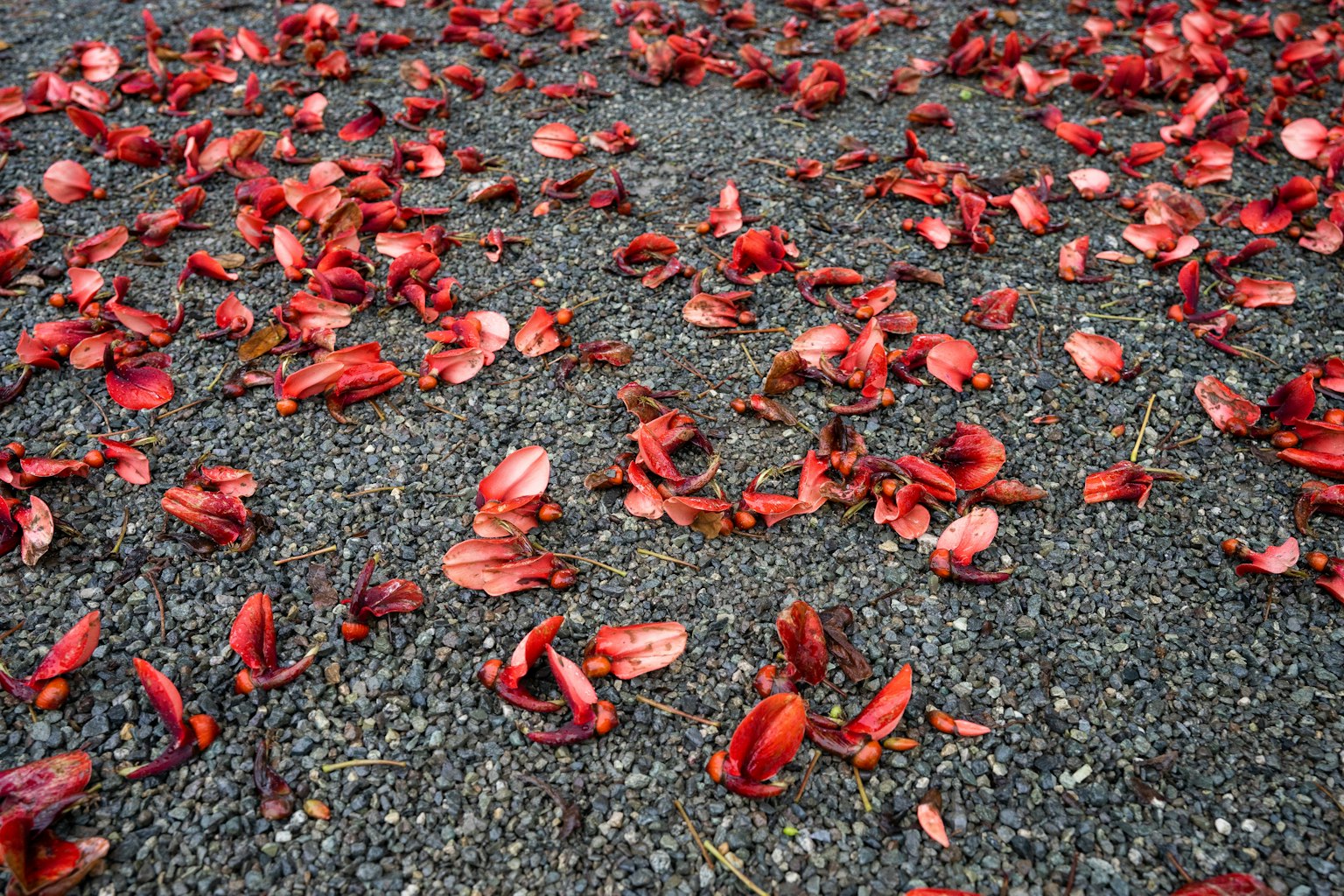 Scattered red flower petals on a gravel surface