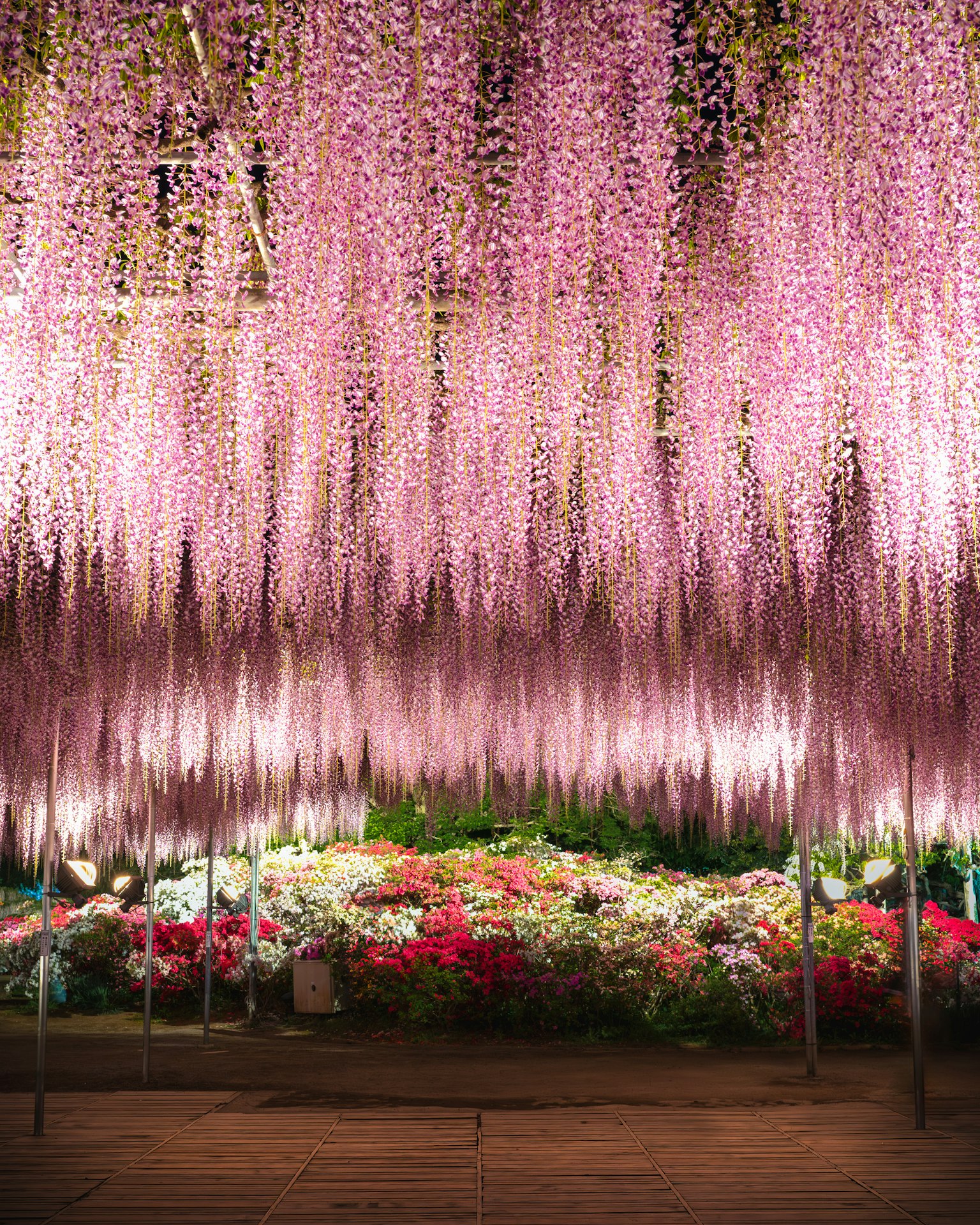 Una hermosa escena de flores de glicinia moradas colgando del techo con flores coloridas floreciendo abajo