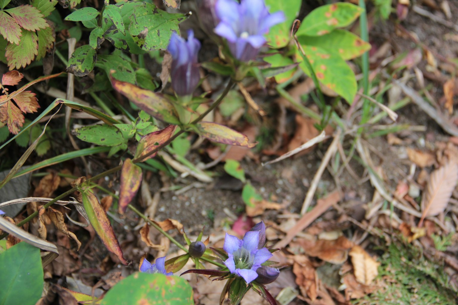 Purple flowers with green leaves in a natural setting