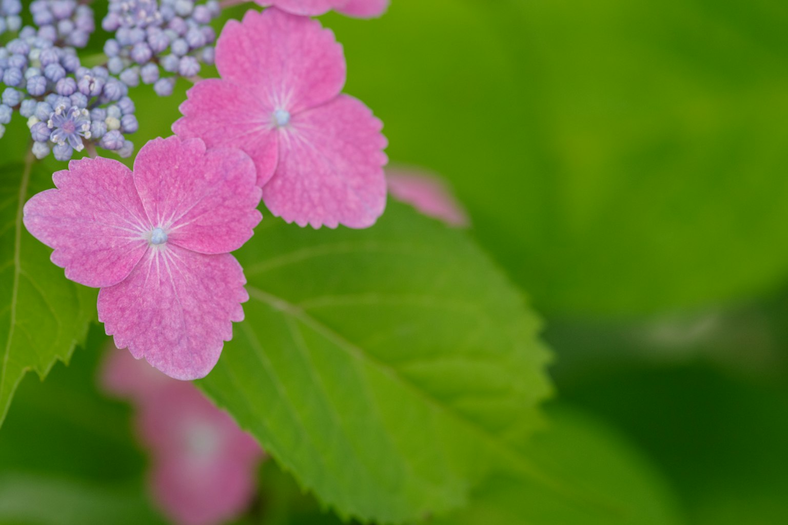 Gros plan de fleurs roses vibrantes avec des feuilles vertes
