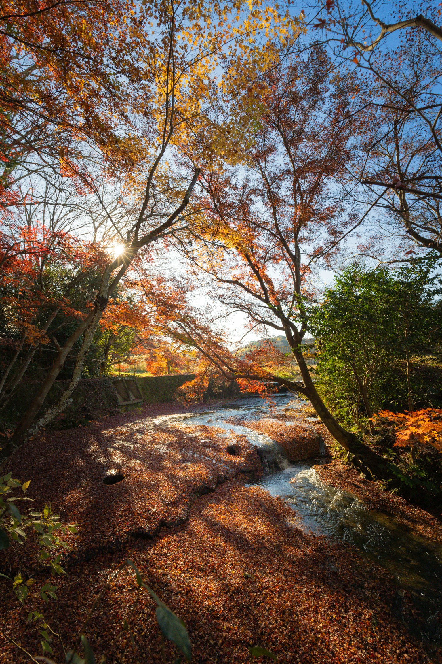秋の色彩に包まれた小川の風景 木々の間から差し込む光