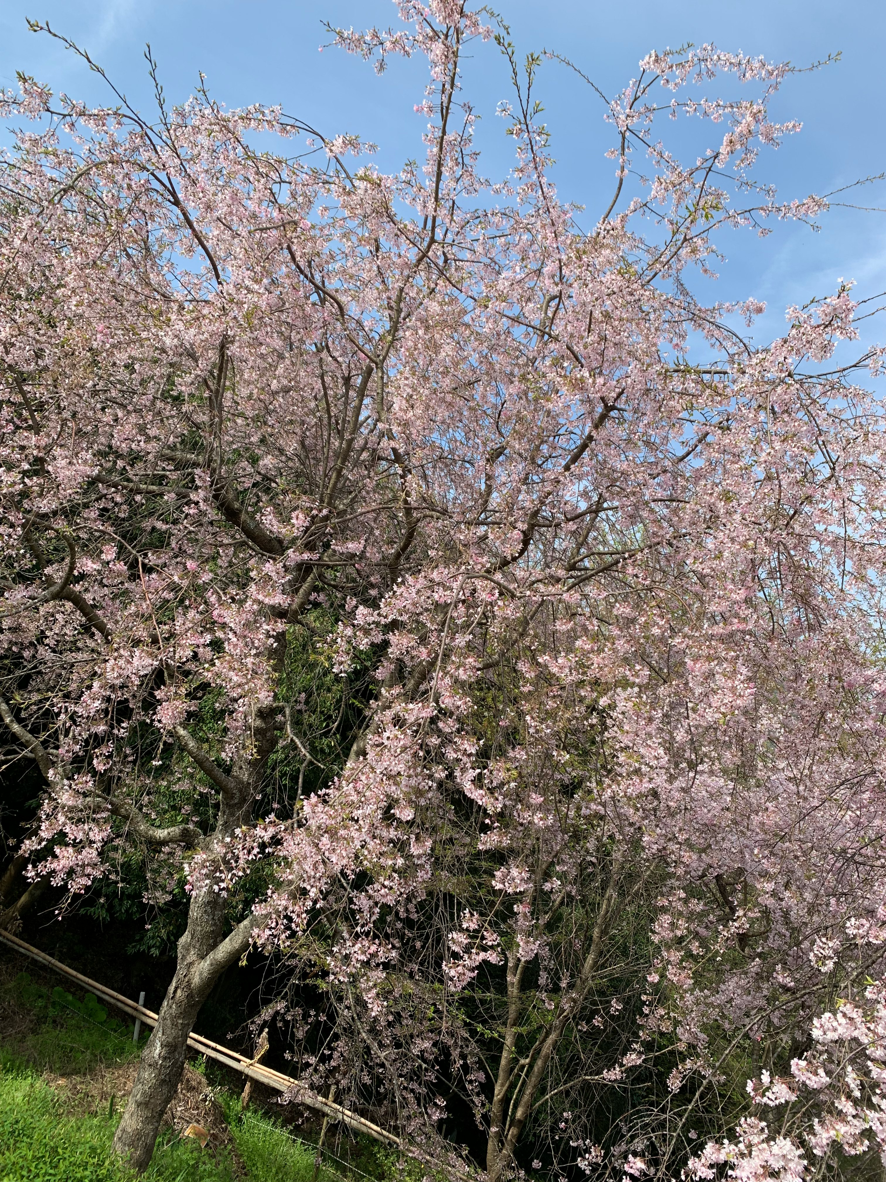桜の花が咲く並木の小道