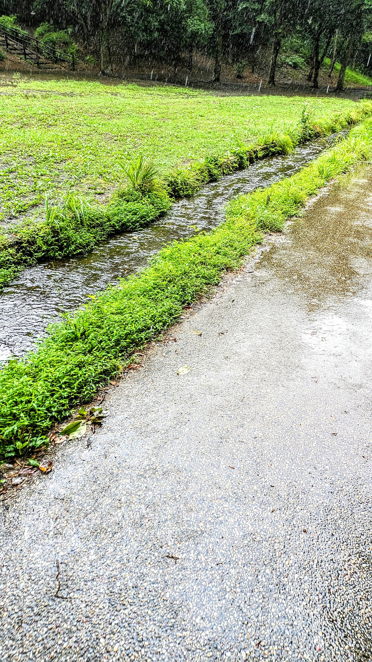 Üppiges grünes Reisfeld mit einem überfluteten Weg