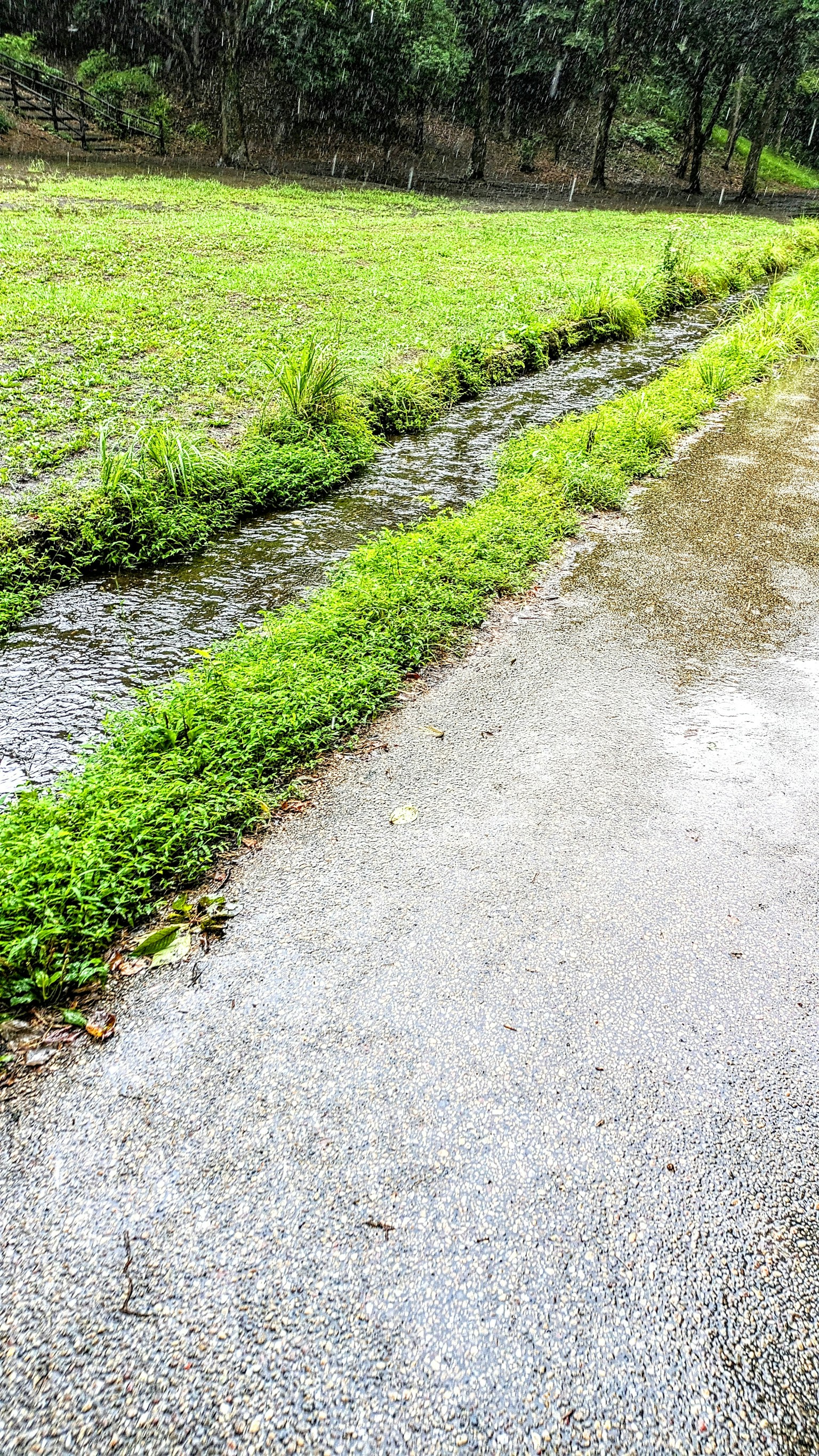 郁郁蔥蔥的稻田與積水的小路