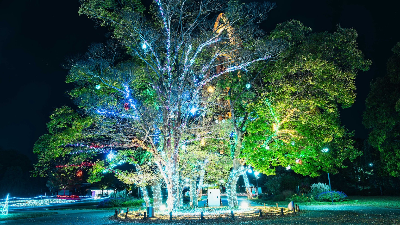 A large tree illuminated at night with colorful lights and surrounding greenery