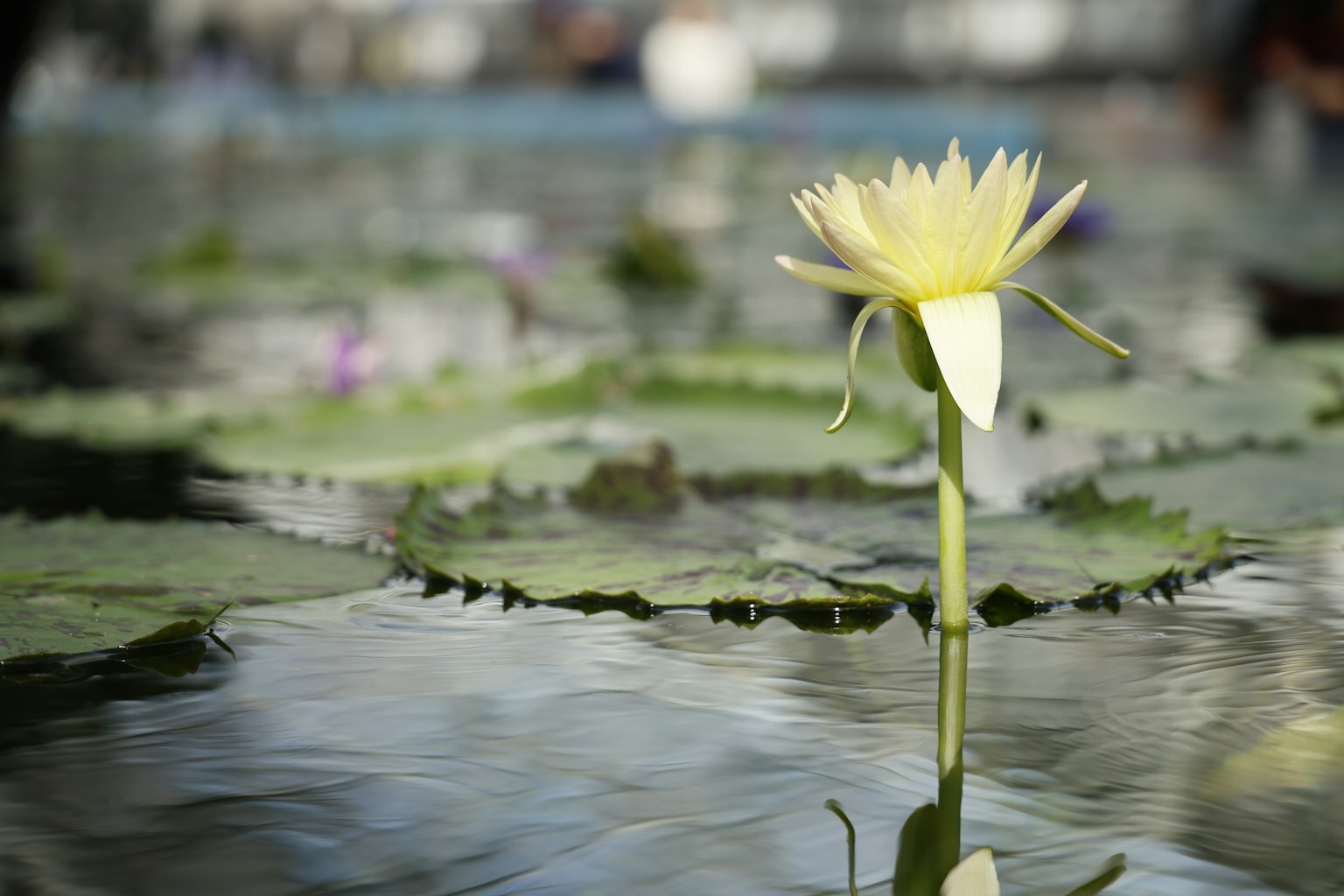 Gelbe Seerosenblüte, die über die Wasseroberfläche mit grünen Blättern ragt