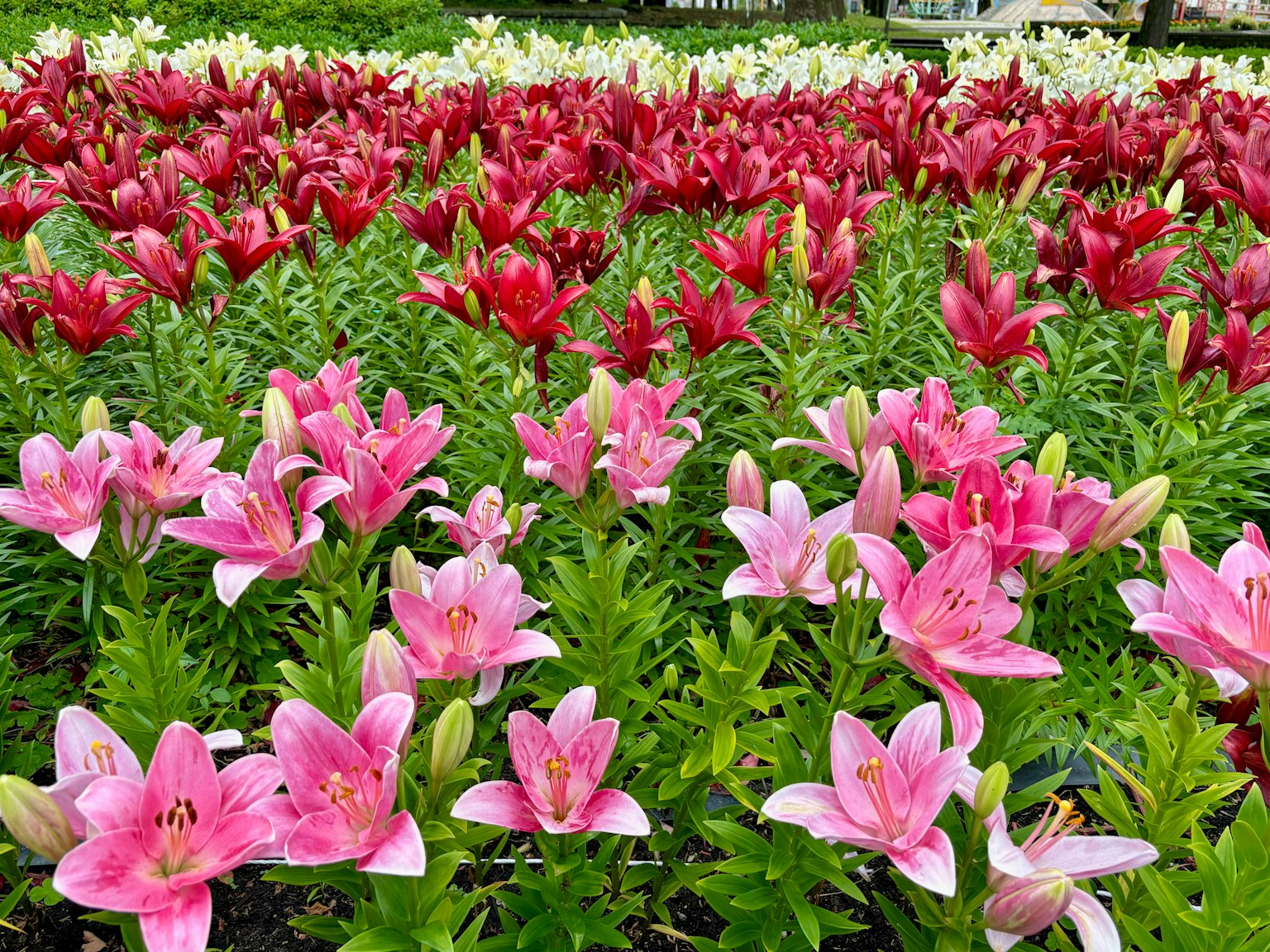 Cánh đồng hoa đẹp với hoa lily hồng và đỏ nở rộ