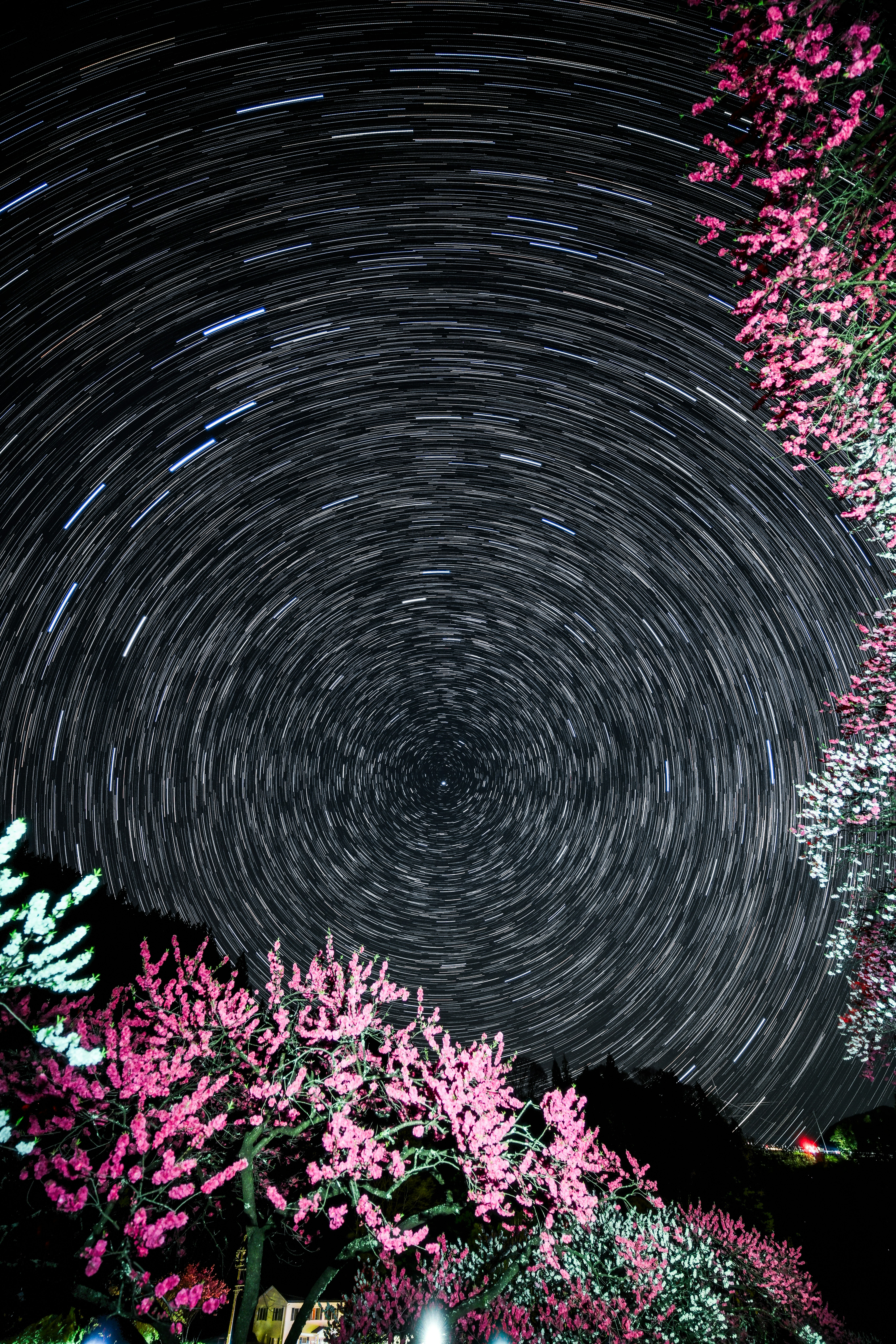 長野県阿智村「花桃の里」の花桃と星空のような光の渦