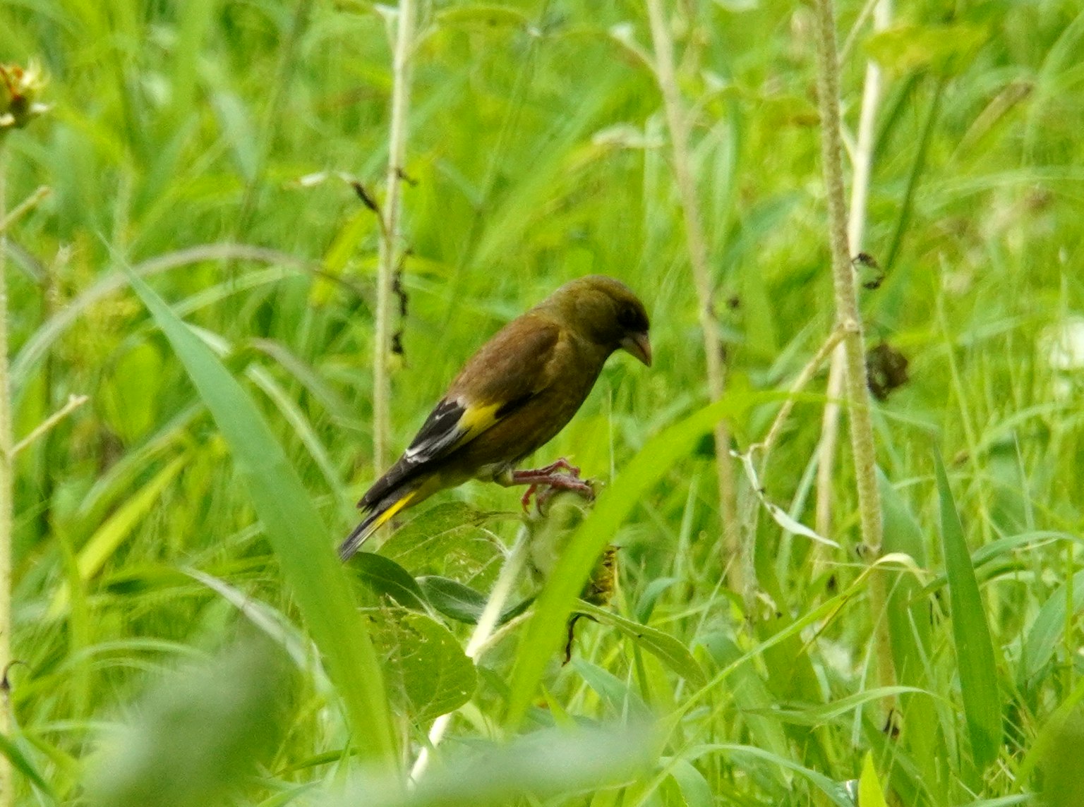 Un petit oiseau se tenant sur l'herbe sur un fond vert