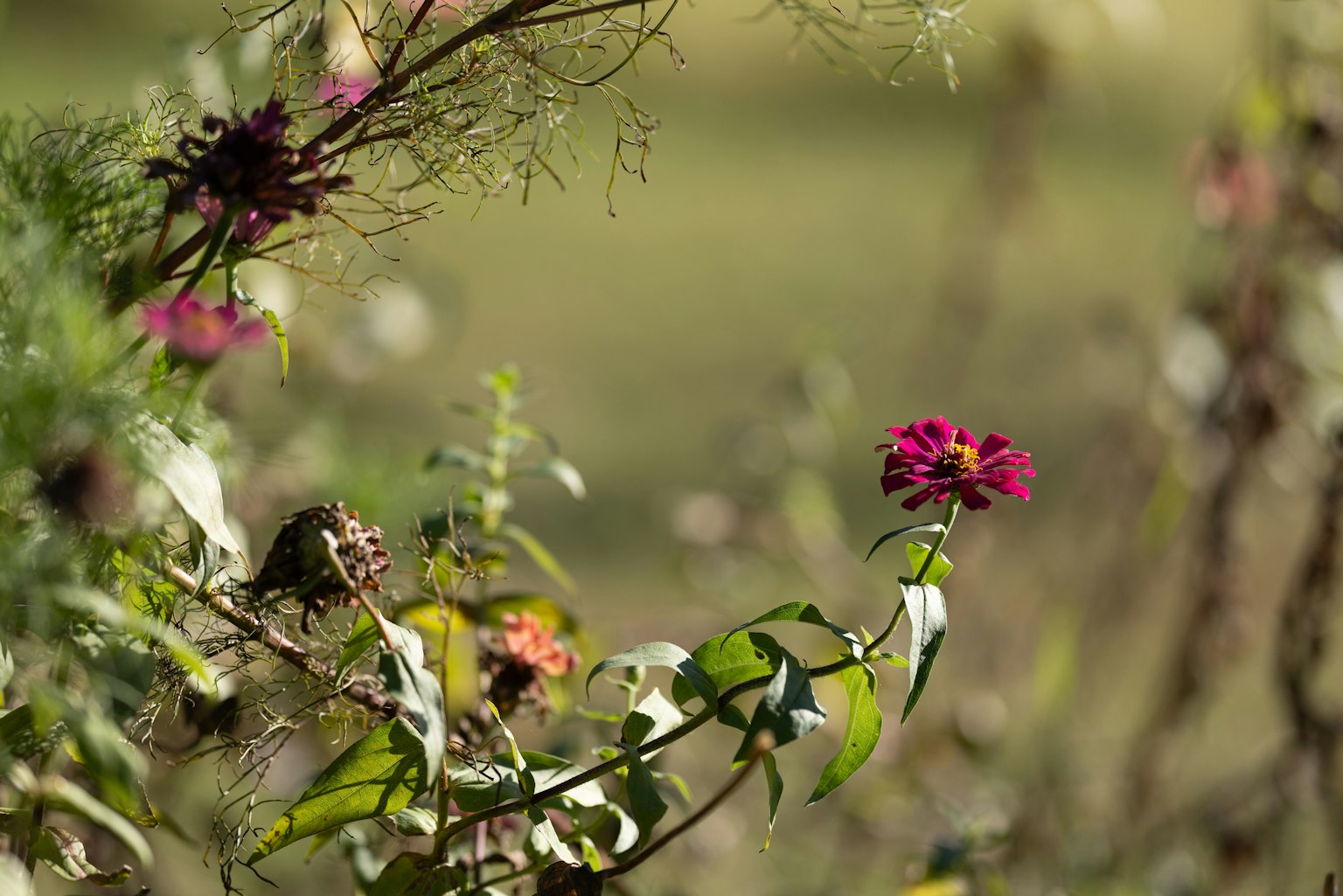 Close-up of vibrant flowers in a grassy field