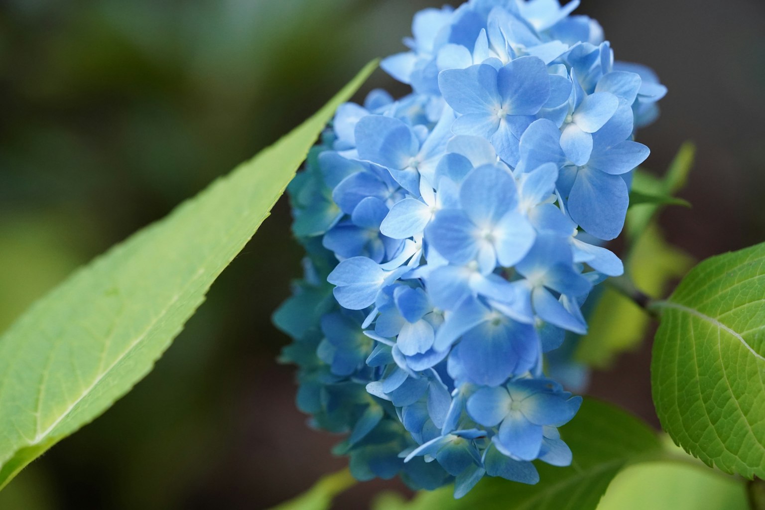 Nahaufnahme einer blauen Hortensienblüte mit grünen Blättern