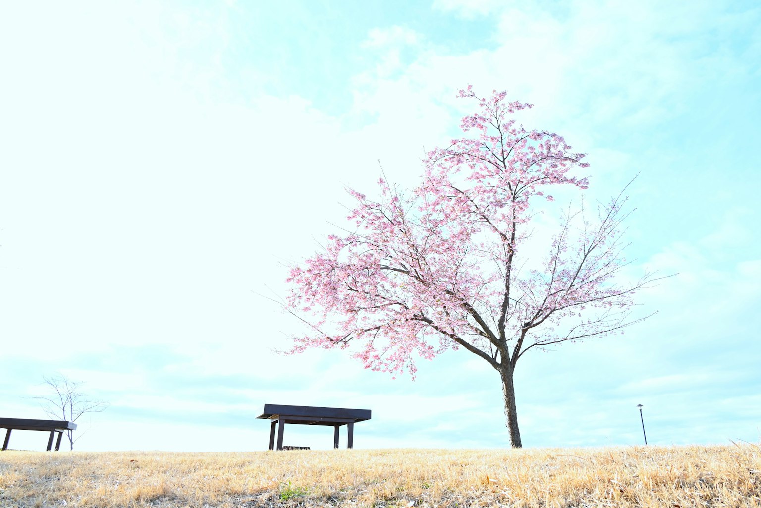 Cherry blossom tree with blue sky and benches