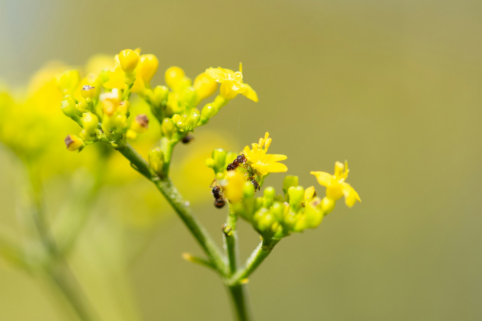 Gros plan d'une plante avec de petites fleurs jaunes et un insecte