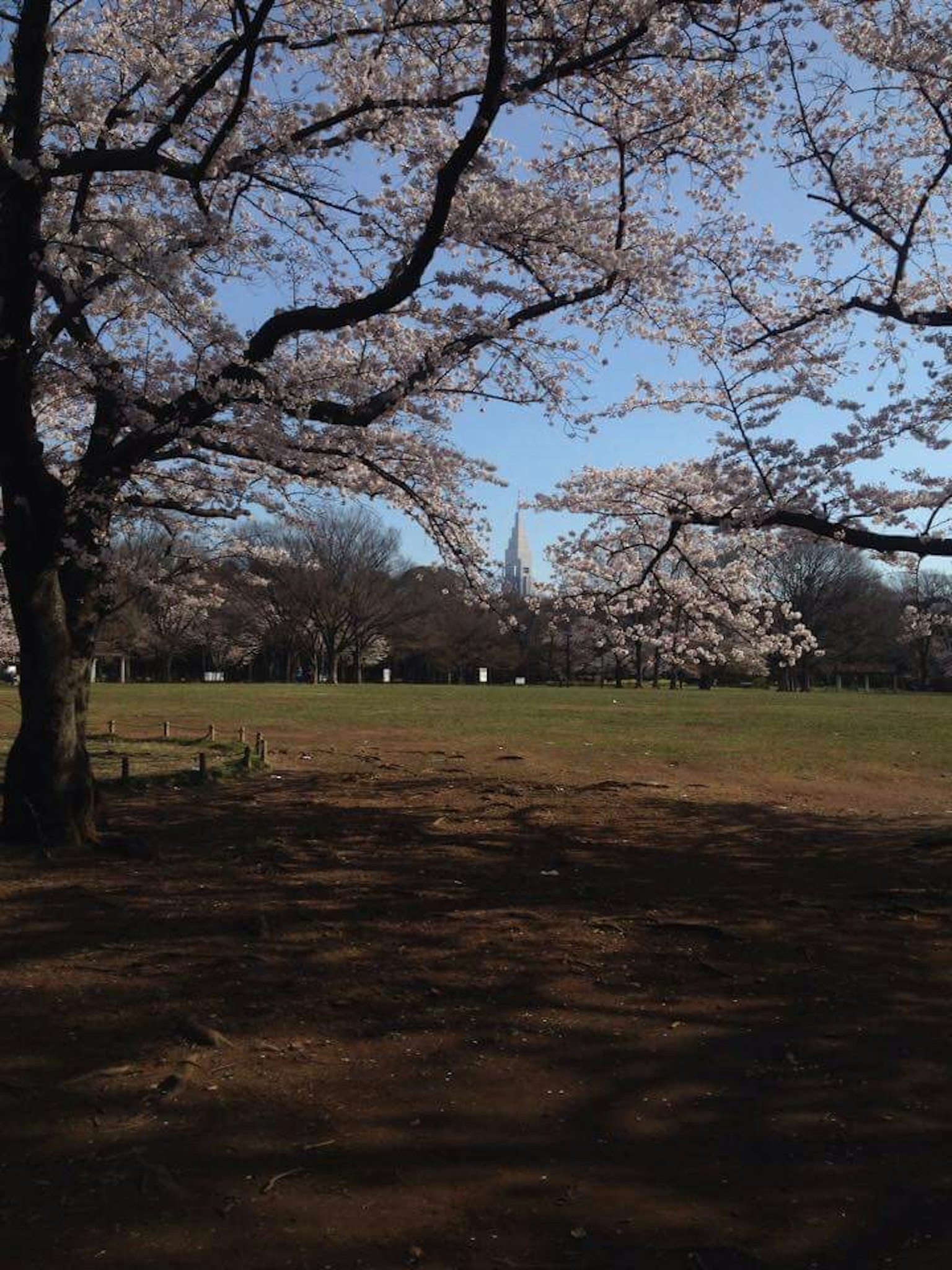 公園場景，盛開的櫻花樹