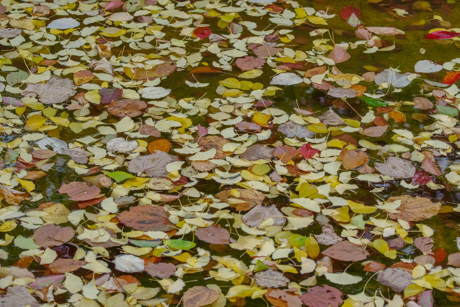 Foglie autunnali colorate che galleggiano sull'acqua
