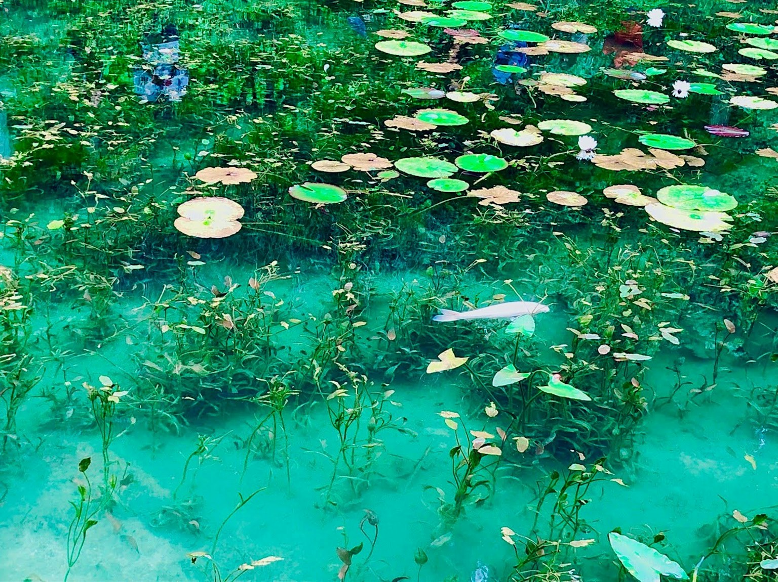 Una vista serena di ninfee e piante acquatiche su una superficie d'acqua blu