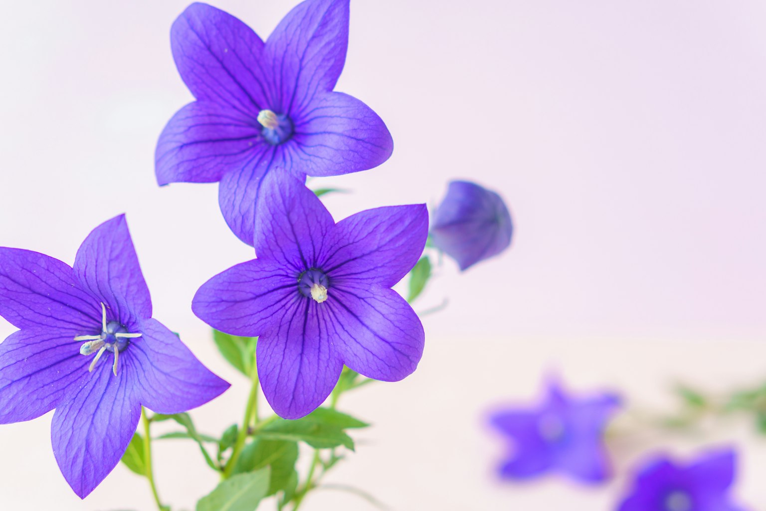 Hình ảnh cận cảnh của những bông hoa màu tím đang nở