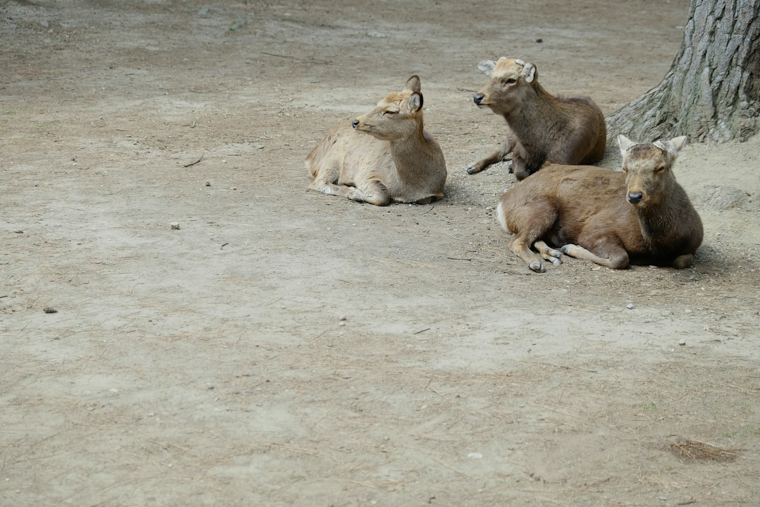 Drei Tiere, die auf dem Boden liegen, mit braunem Fell und ruhigen Ausdrücken