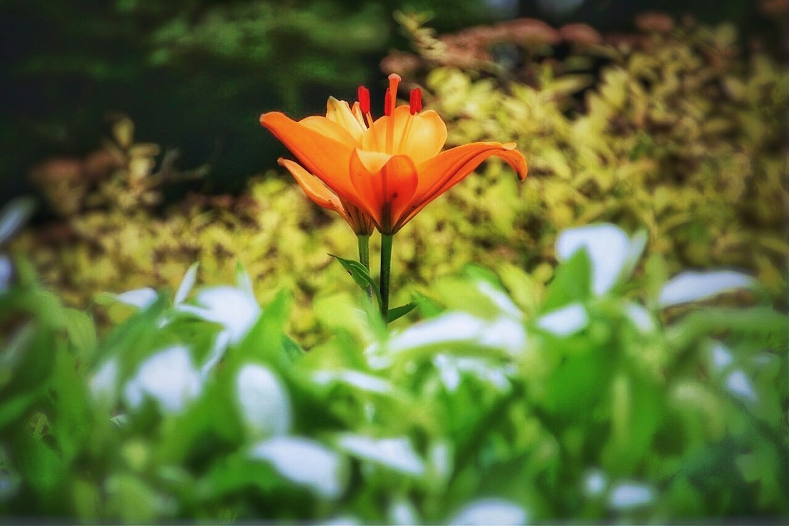 초록 잎사귀 사이에서 돋보이는 생생한 주황색 꽃
