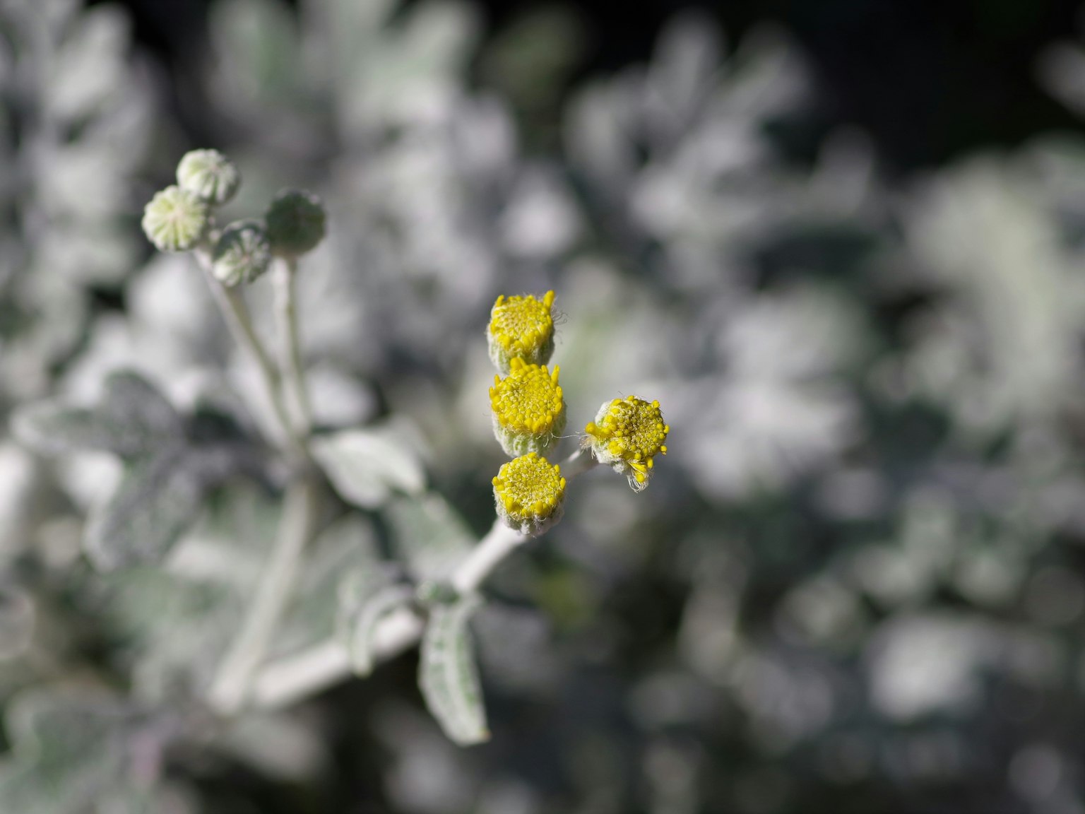 Close-up of a plant with yellow flowers and soft green background