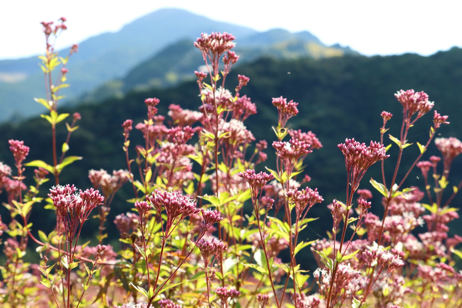 Bunte Blumencluster mit Bergen im Hintergrund
