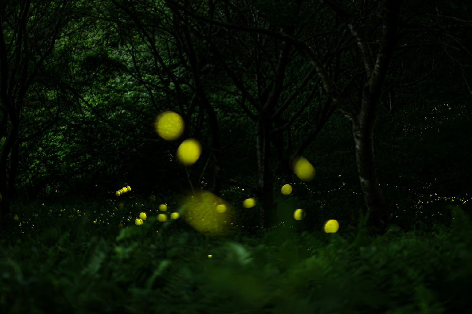 Luci delle lucciole in una foresta buia