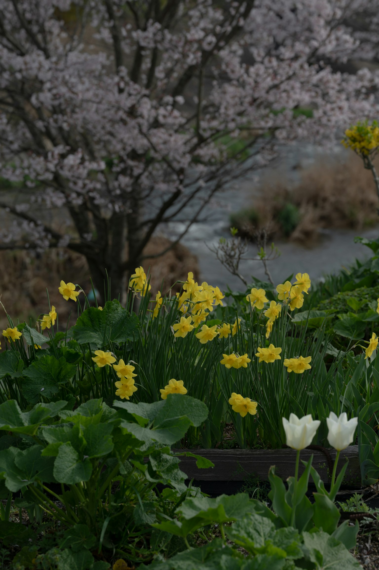Escena de jardín de primavera con narcisos amarillos y tulipanes blancos con un árbol de cerezo en flor al fondo