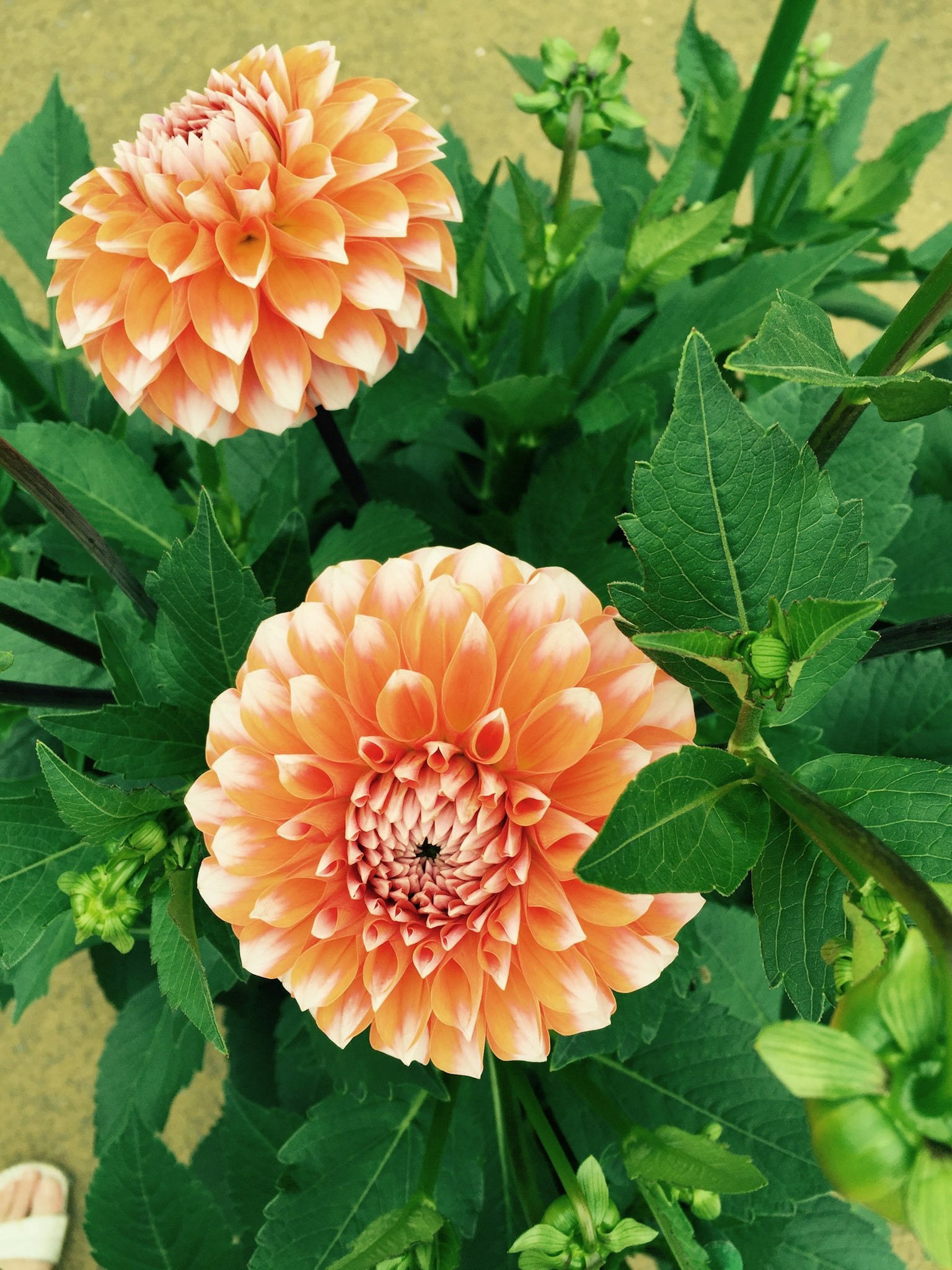 Pfirsichfarbene Dahlienblüten umgeben von grünen Blättern
